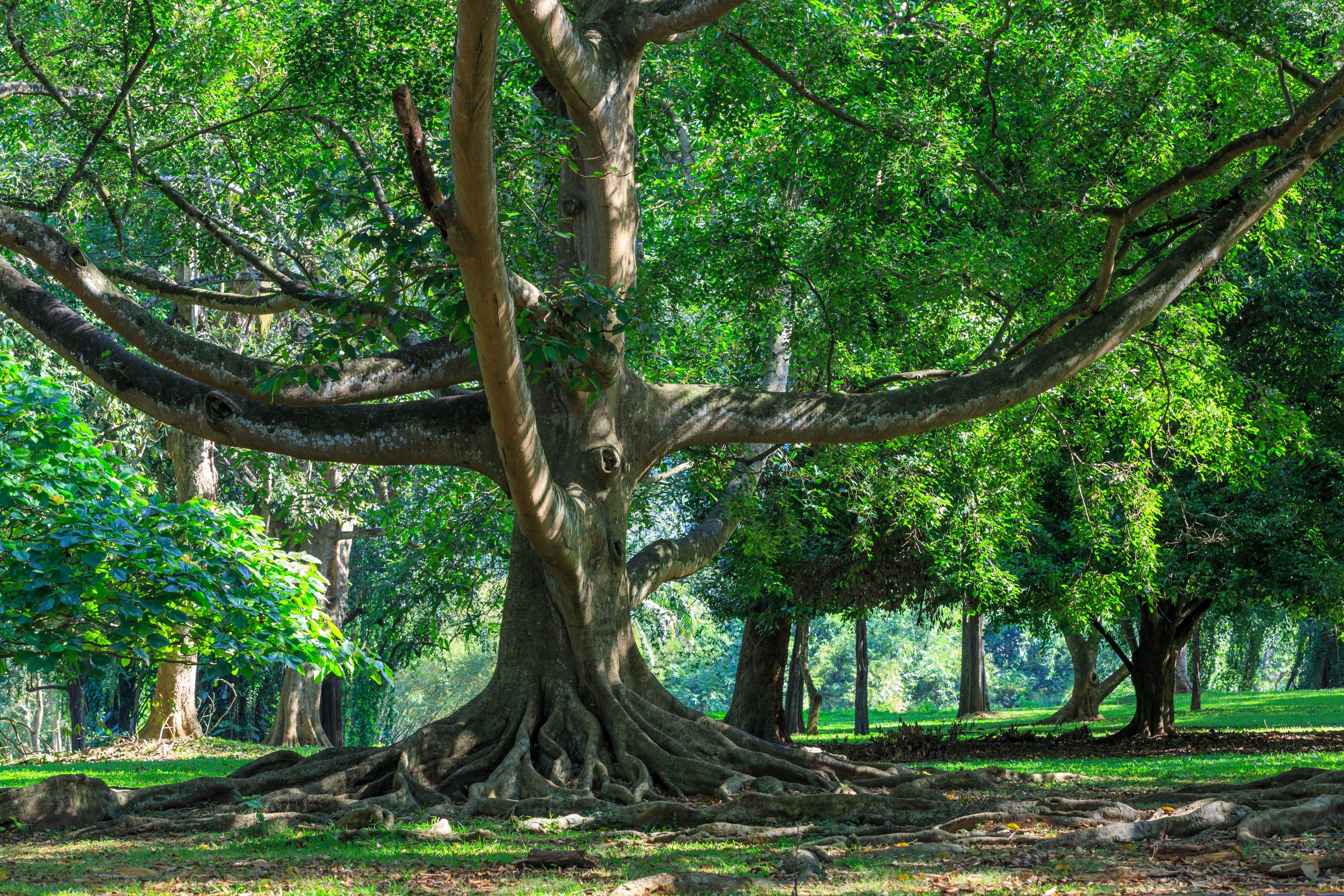 50 WEEPING FIG Ficus Benjamina Benjamin Indian Rubber Tree Houseplant Seeds - Image 6