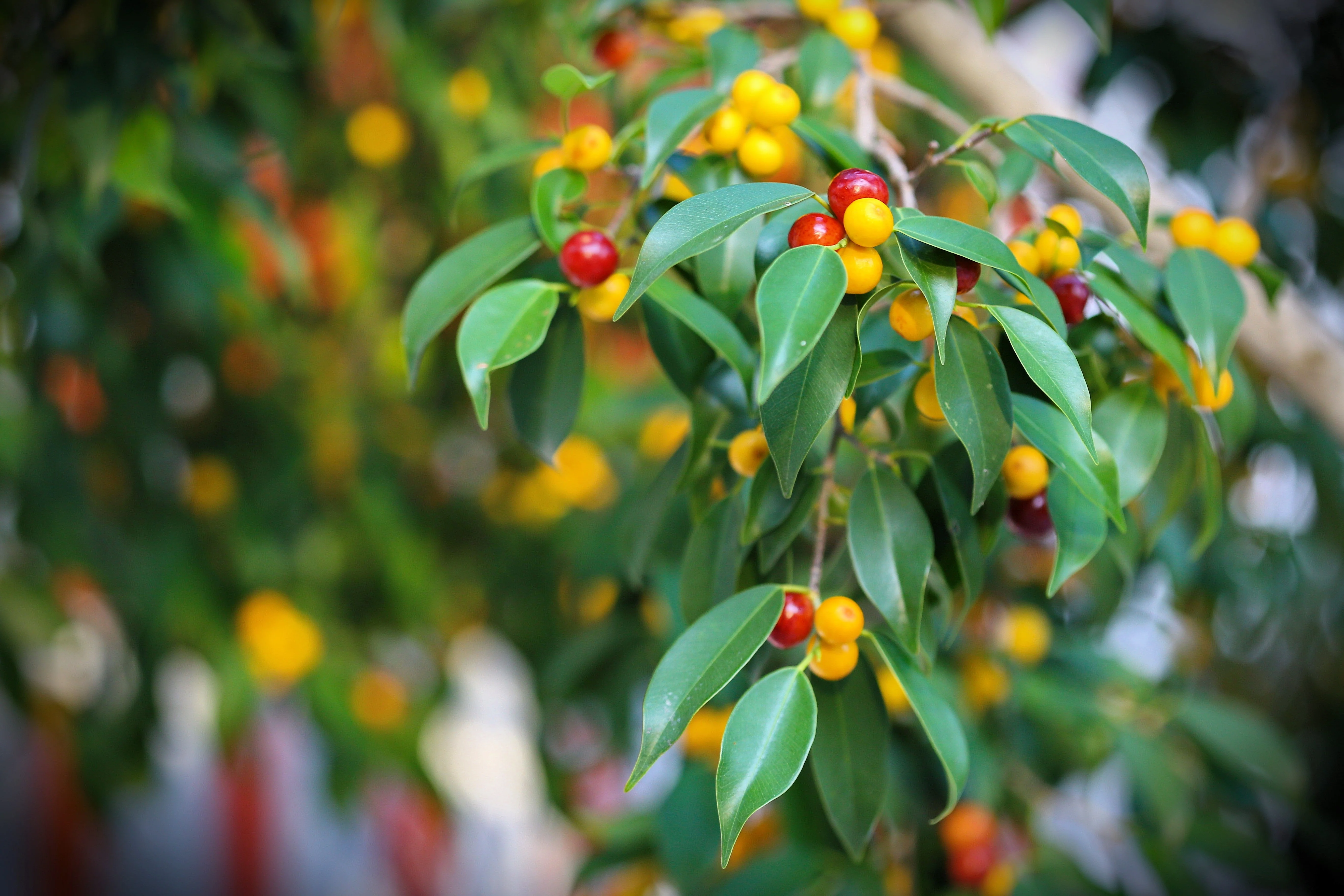 50 WEEPING FIG Ficus Benjamina Benjamin Indian Rubber Tree Houseplant Seeds - Image 9