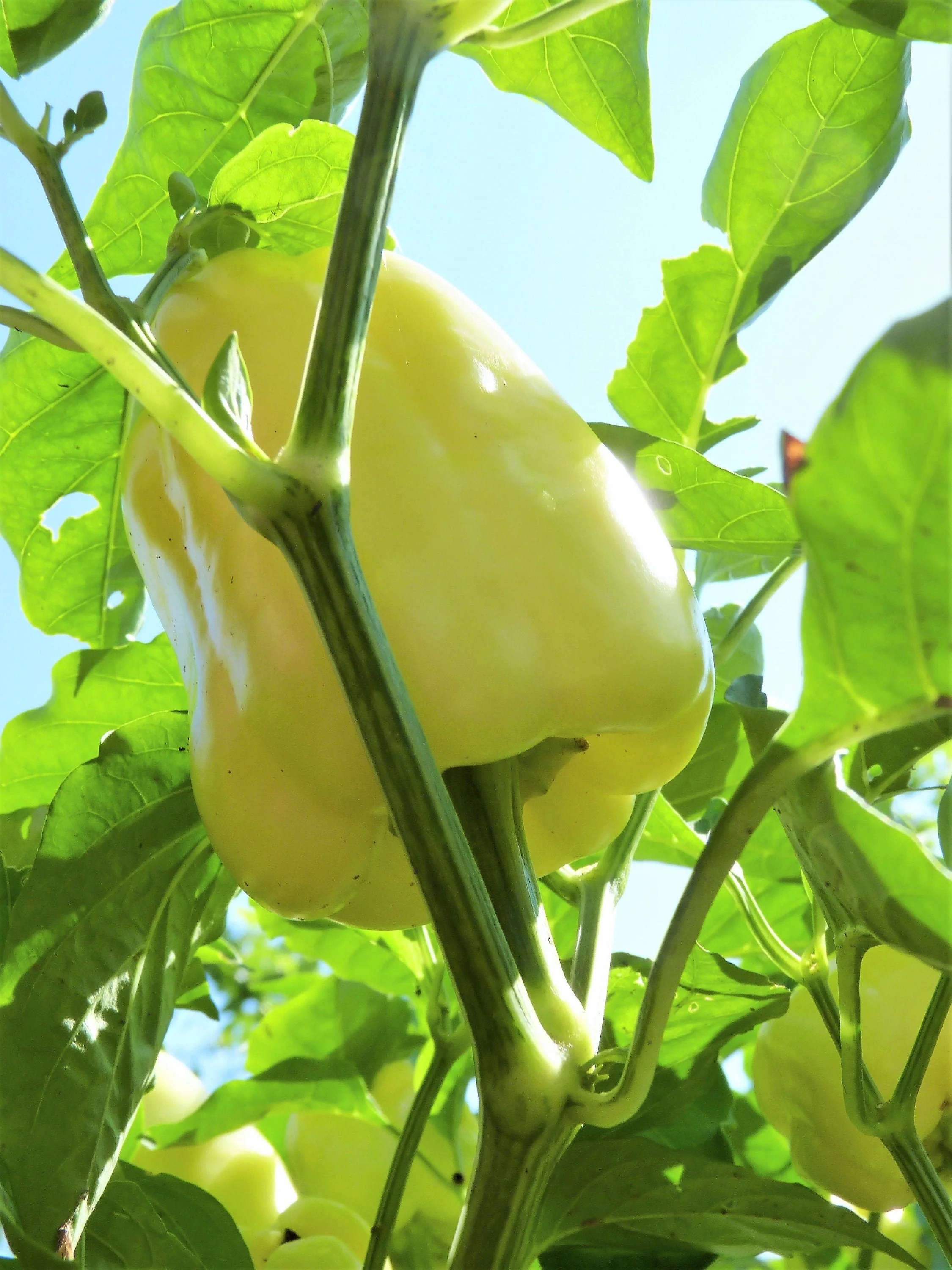 50 WHITE CLOUD BELL PEPPER Sweet Mild Capsicum Annuum Vegetable Seeds - Image 2
