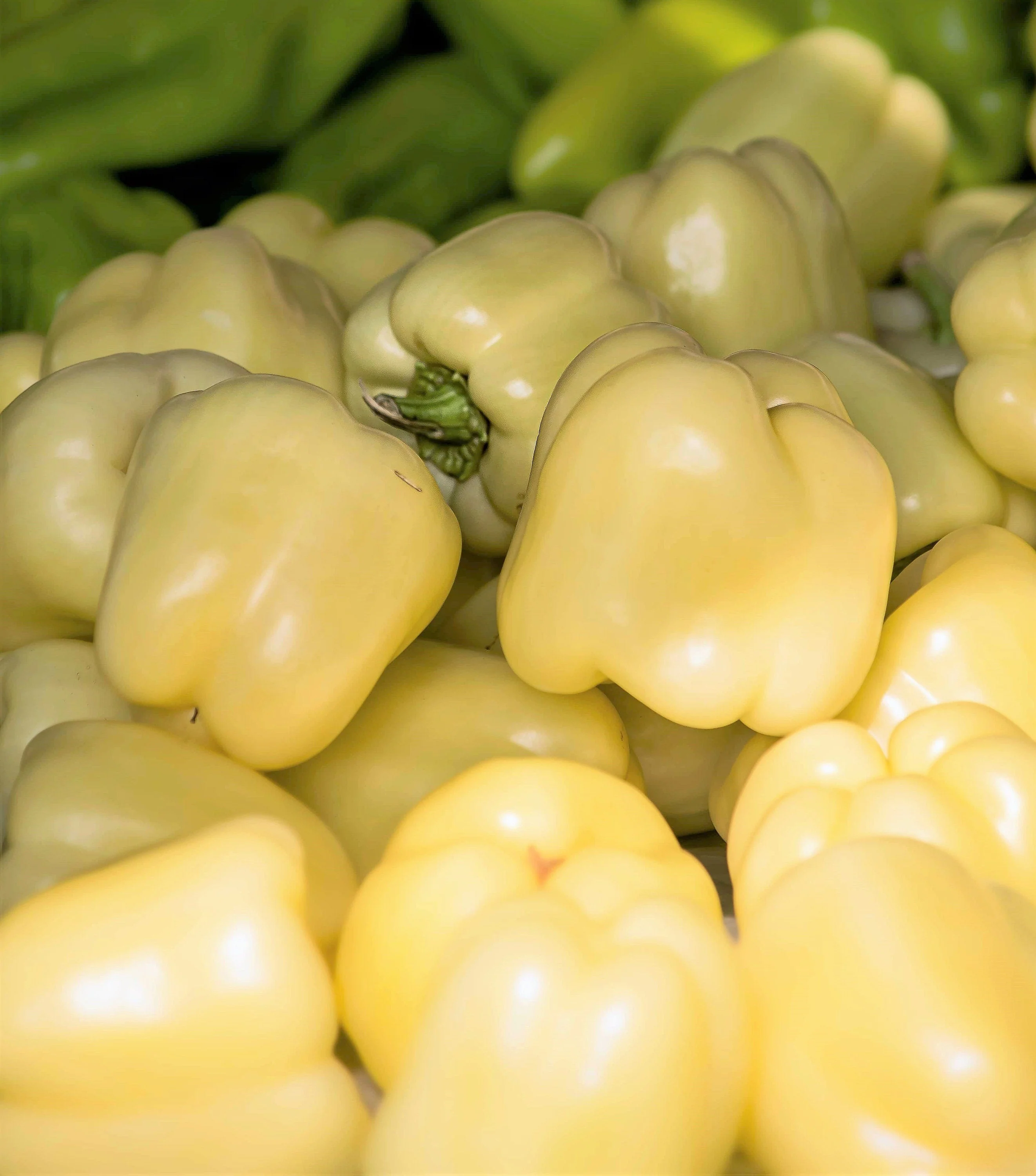 50 WHITE CLOUD BELL PEPPER Sweet Mild Capsicum Annuum Vegetable Seeds - Image 6