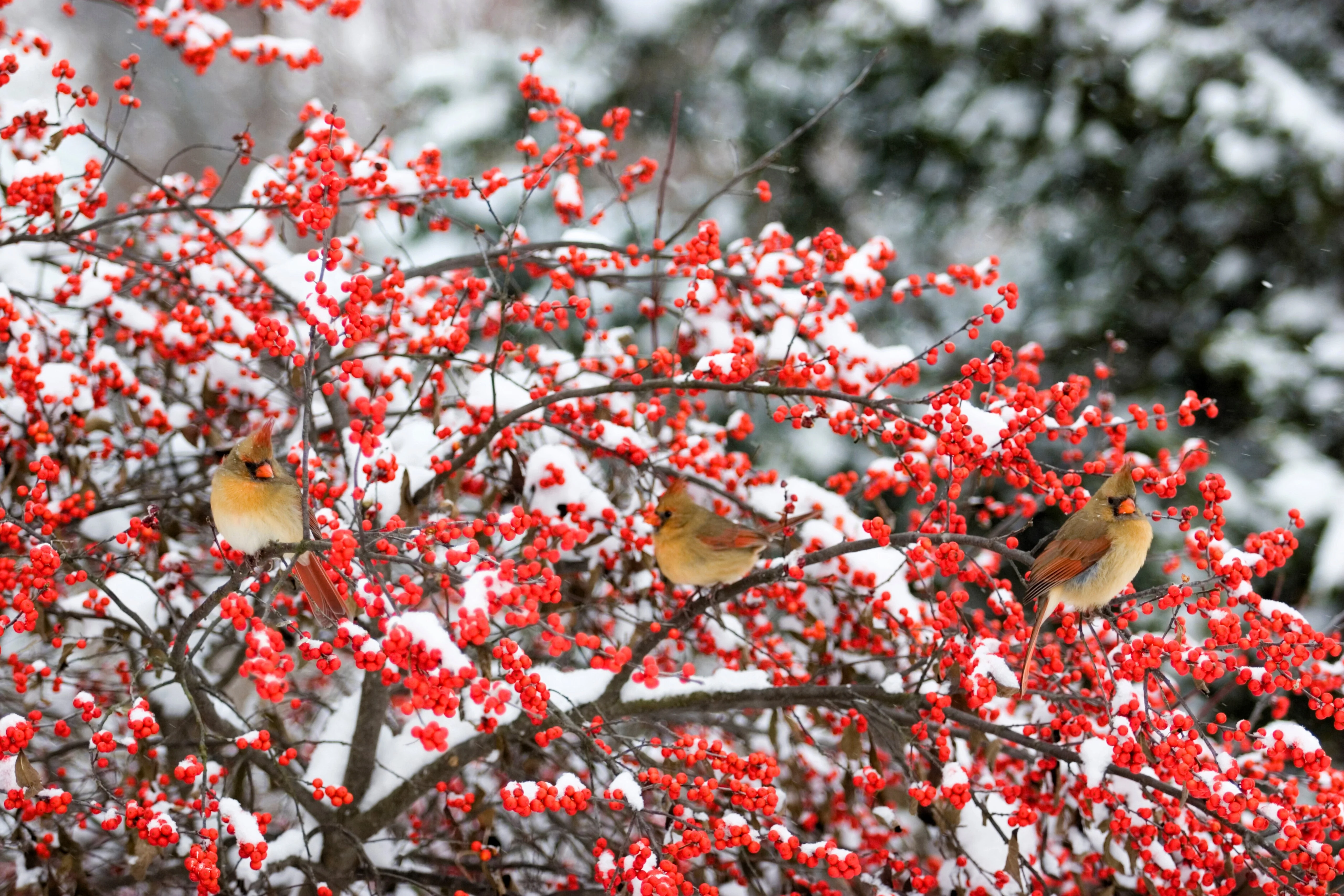50 WINTERBERRY Holly Ilex Verticillata - Candian Holly  / Fever Bush / Black Alder Tree Shrub Red Berry White Flower Seeds - Image 10
