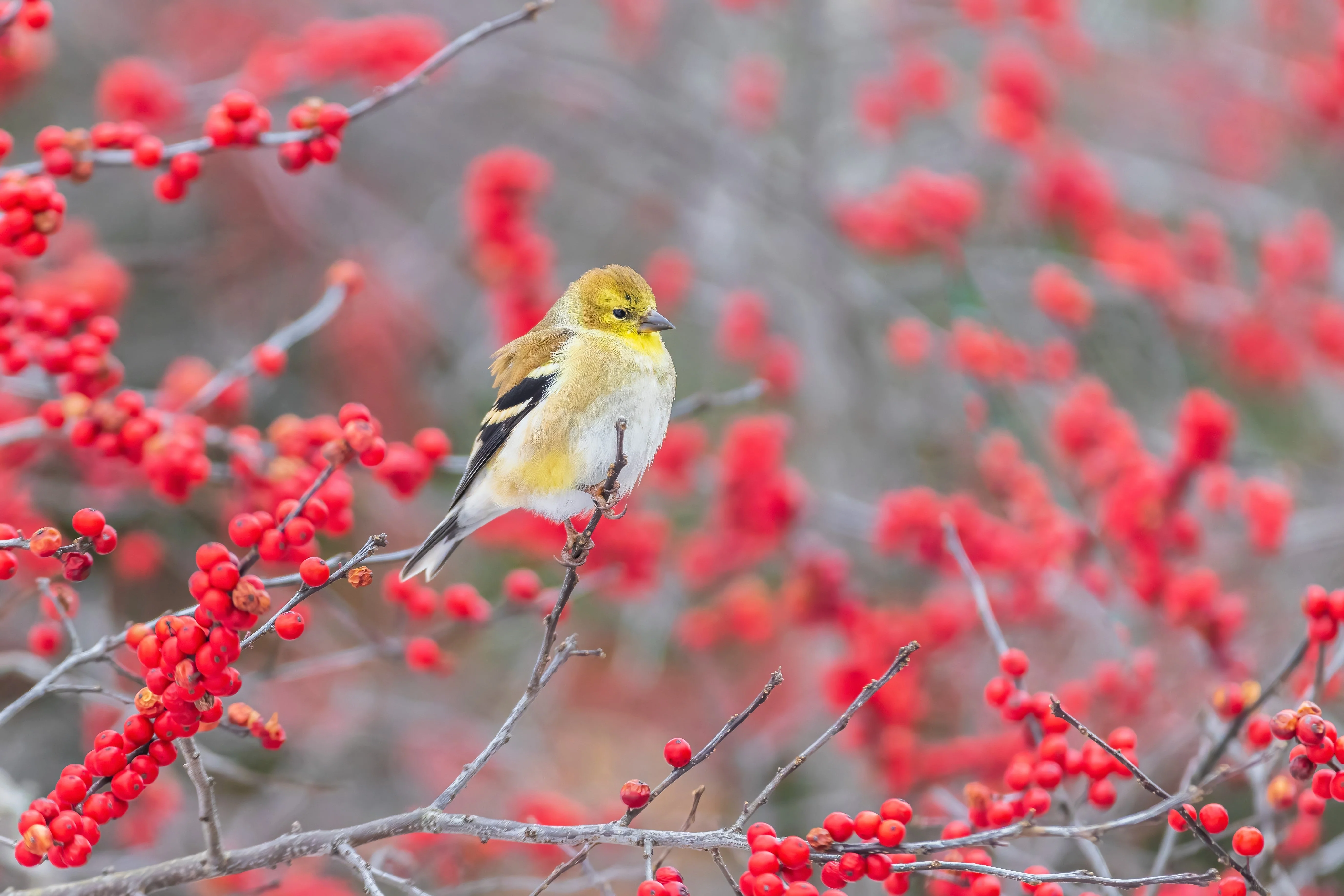 50 WINTERBERRY Holly Ilex Verticillata - Candian Holly  / Fever Bush / Black Alder Tree Shrub Red Berry White Flower Seeds - Image 11