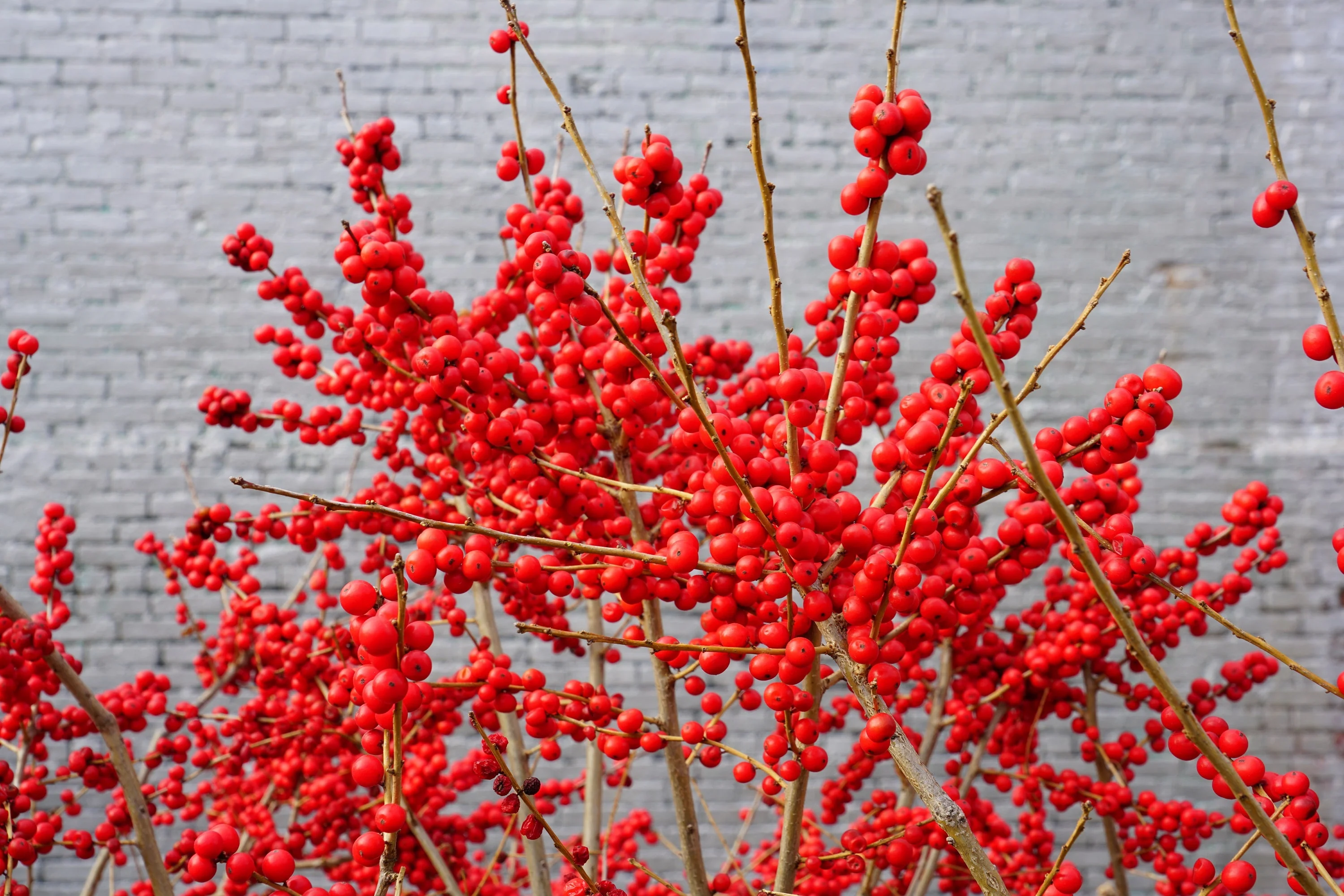 50 WINTERBERRY Holly Ilex Verticillata - Candian Holly  / Fever Bush / Black Alder Tree Shrub Red Berry White Flower Seeds - Image 2