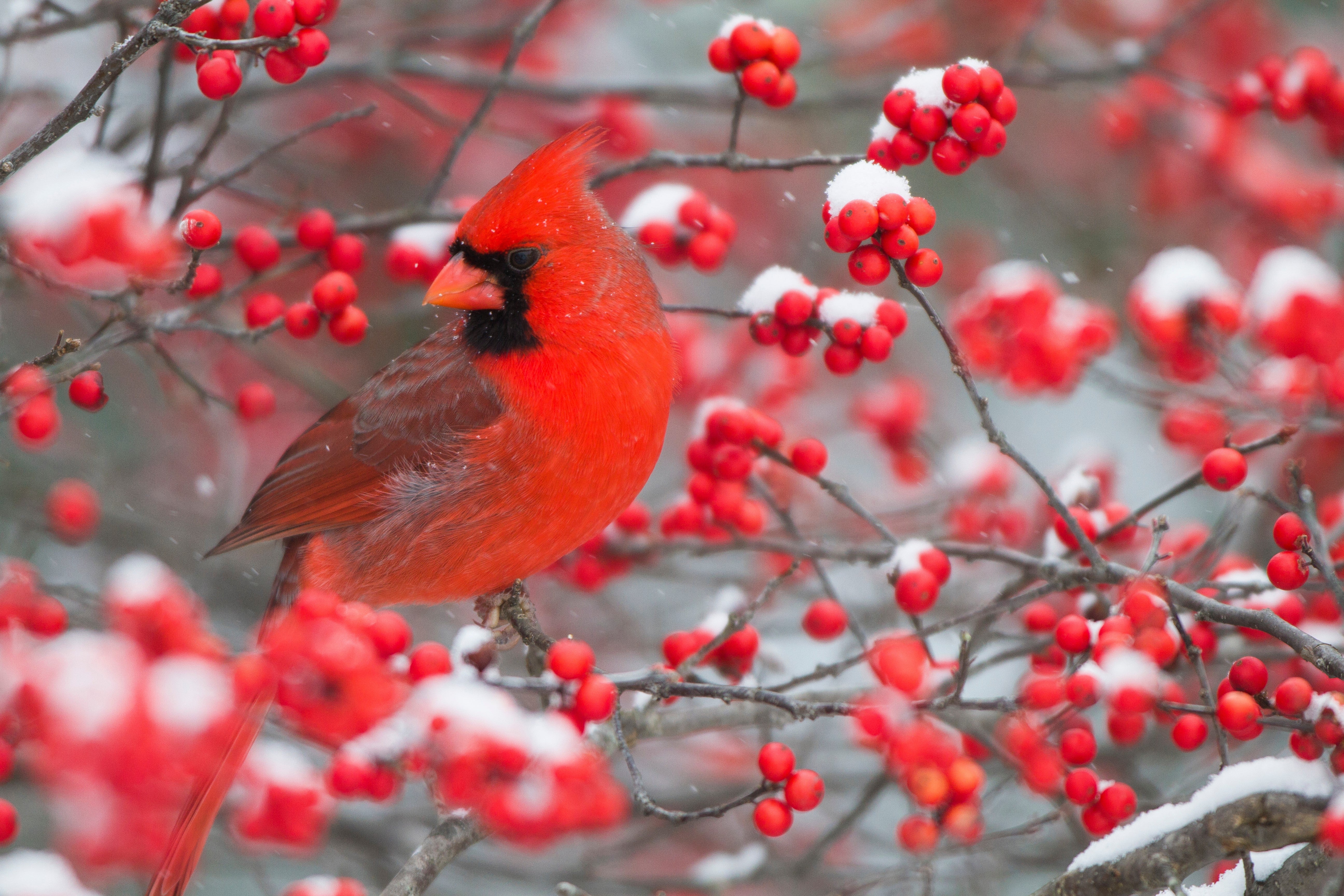 50 WINTERBERRY Holly Ilex Verticillata - Candian Holly  / Fever Bush / Black Alder Tree Shrub Red Berry White Flower Seeds - Image 3