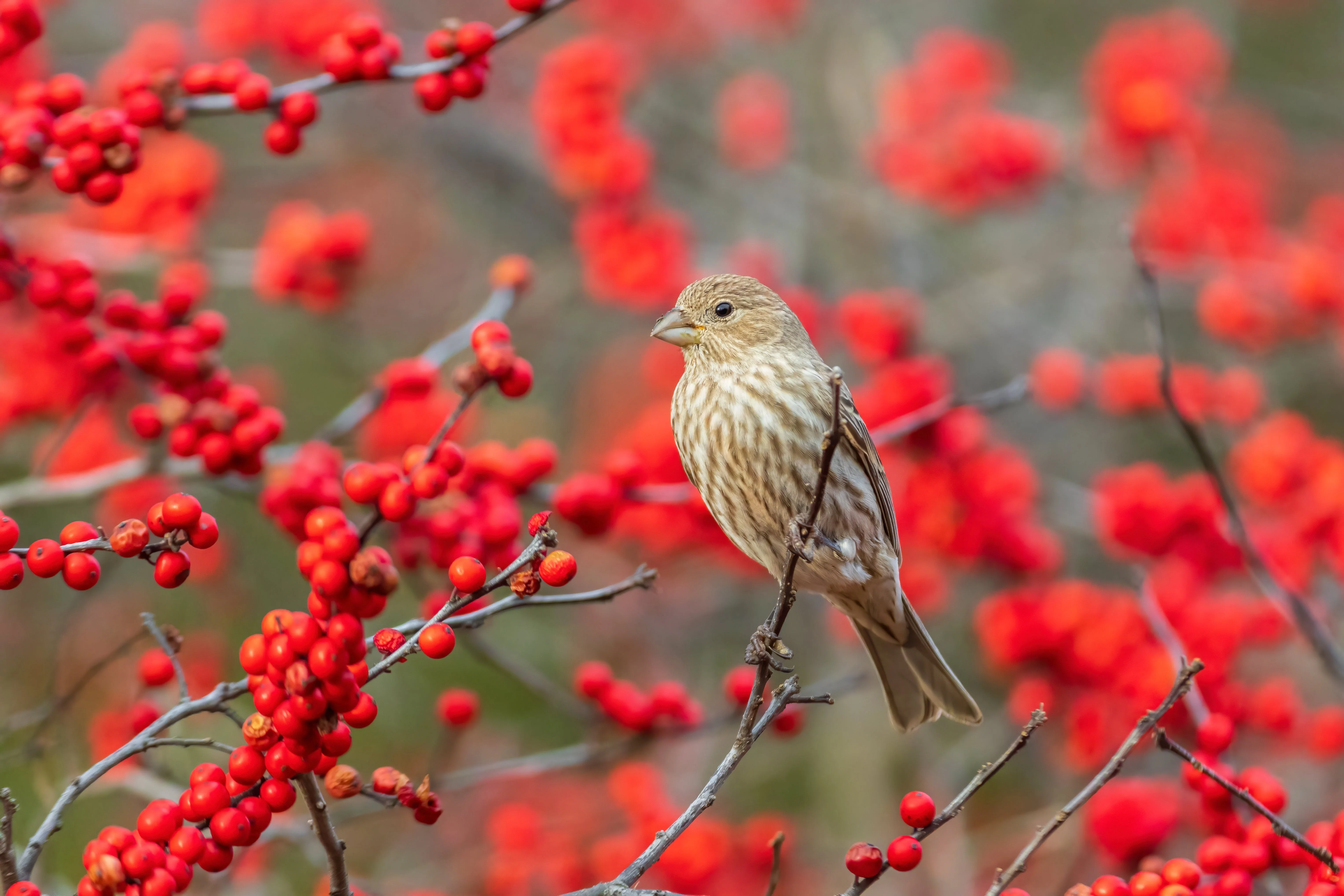 50 WINTERBERRY Holly Ilex Verticillata - Candian Holly  / Fever Bush / Black Alder Tree Shrub Red Berry White Flower Seeds - Image 4