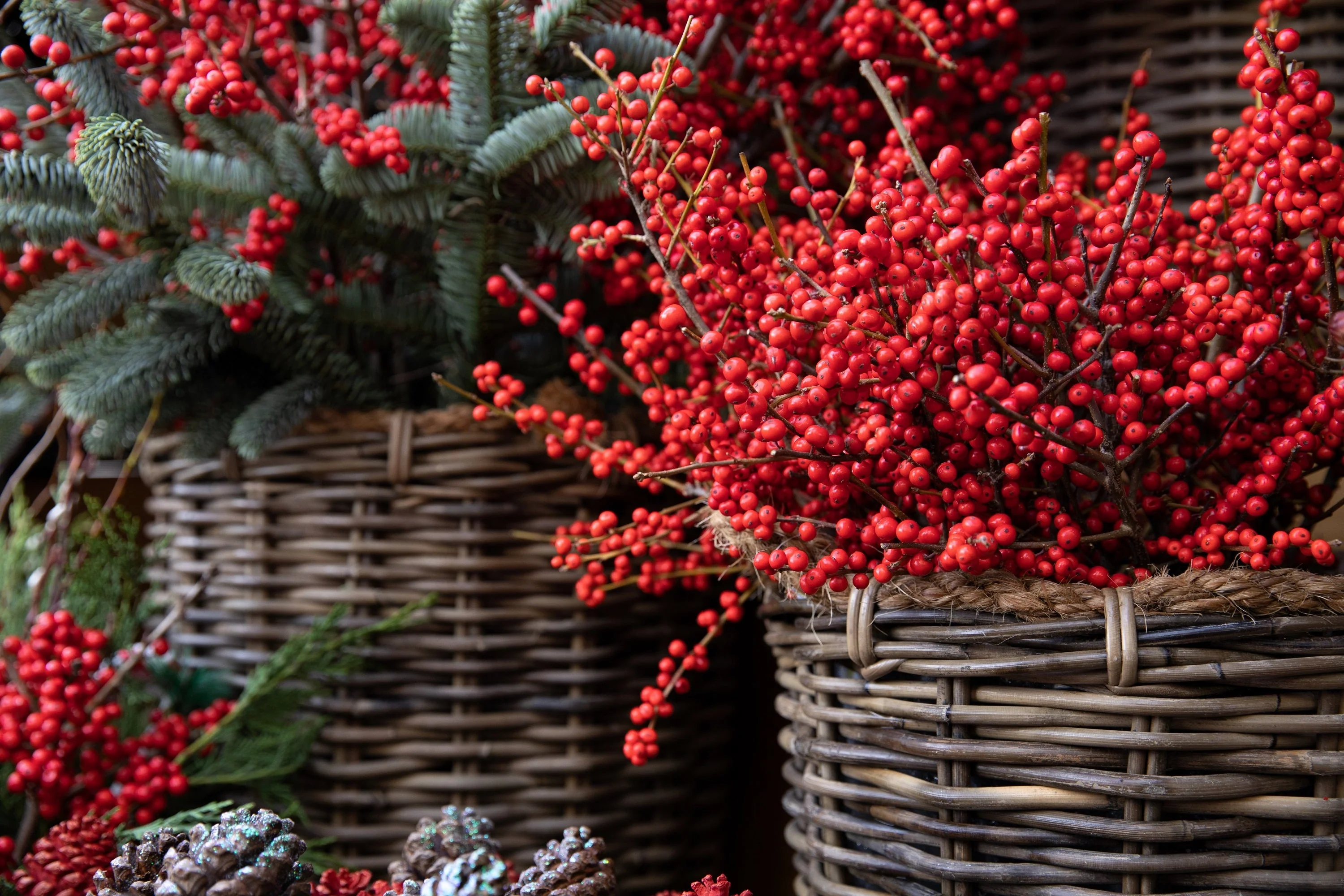 50 WINTERBERRY Holly Ilex Verticillata - Candian Holly  / Fever Bush / Black Alder Tree Shrub Red Berry White Flower Seeds - Image 5