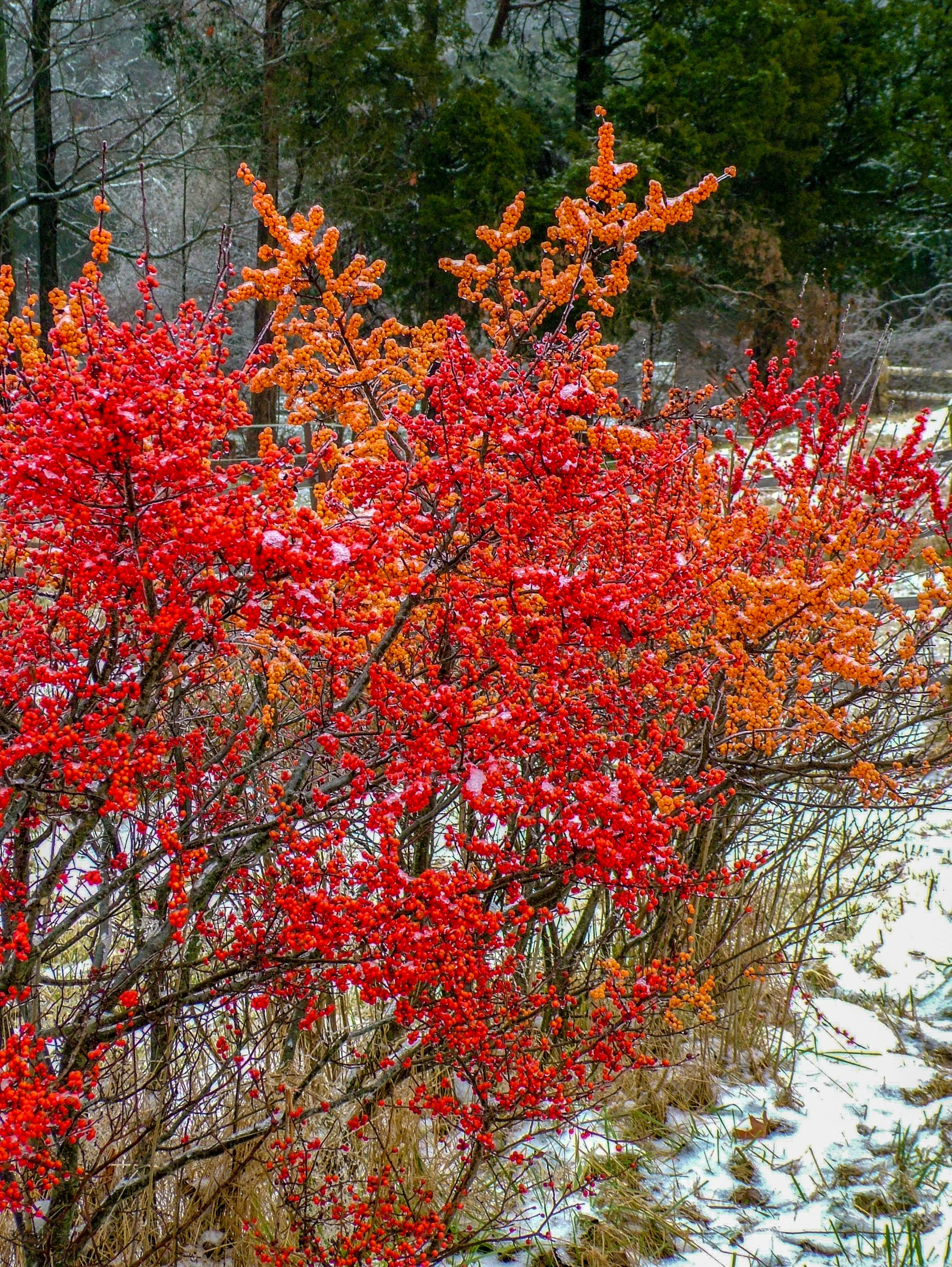50 WINTERBERRY Holly Ilex Verticillata - Candian Holly  / Fever Bush / Black Alder Tree Shrub Red Berry White Flower Seeds - Image 6