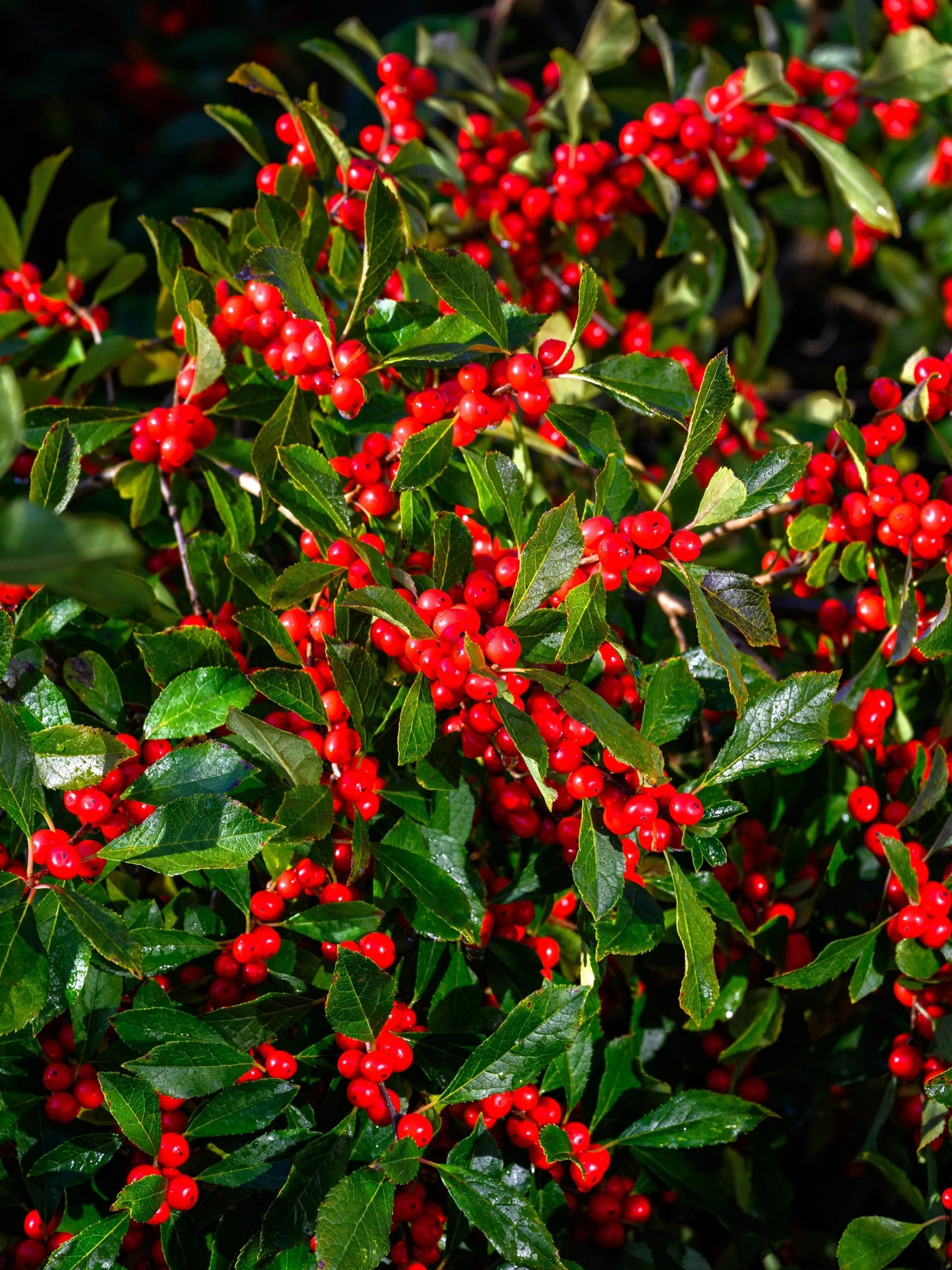 50 WINTERBERRY Holly Ilex Verticillata - Candian Holly  / Fever Bush / Black Alder Tree Shrub Red Berry White Flower Seeds - Image 7