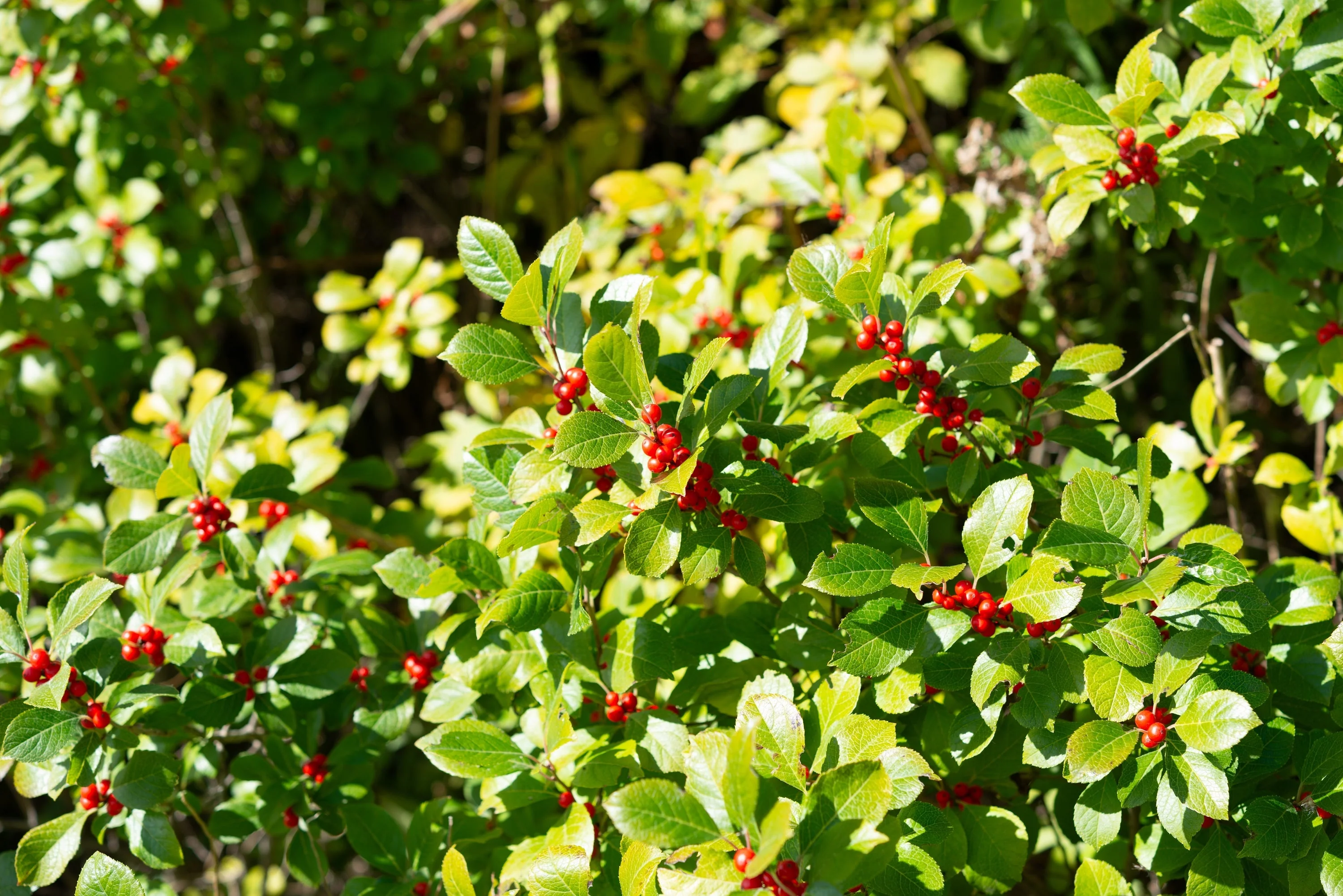 50 WINTERBERRY Holly Ilex Verticillata - Candian Holly  / Fever Bush / Black Alder Tree Shrub Red Berry White Flower Seeds - Image 8