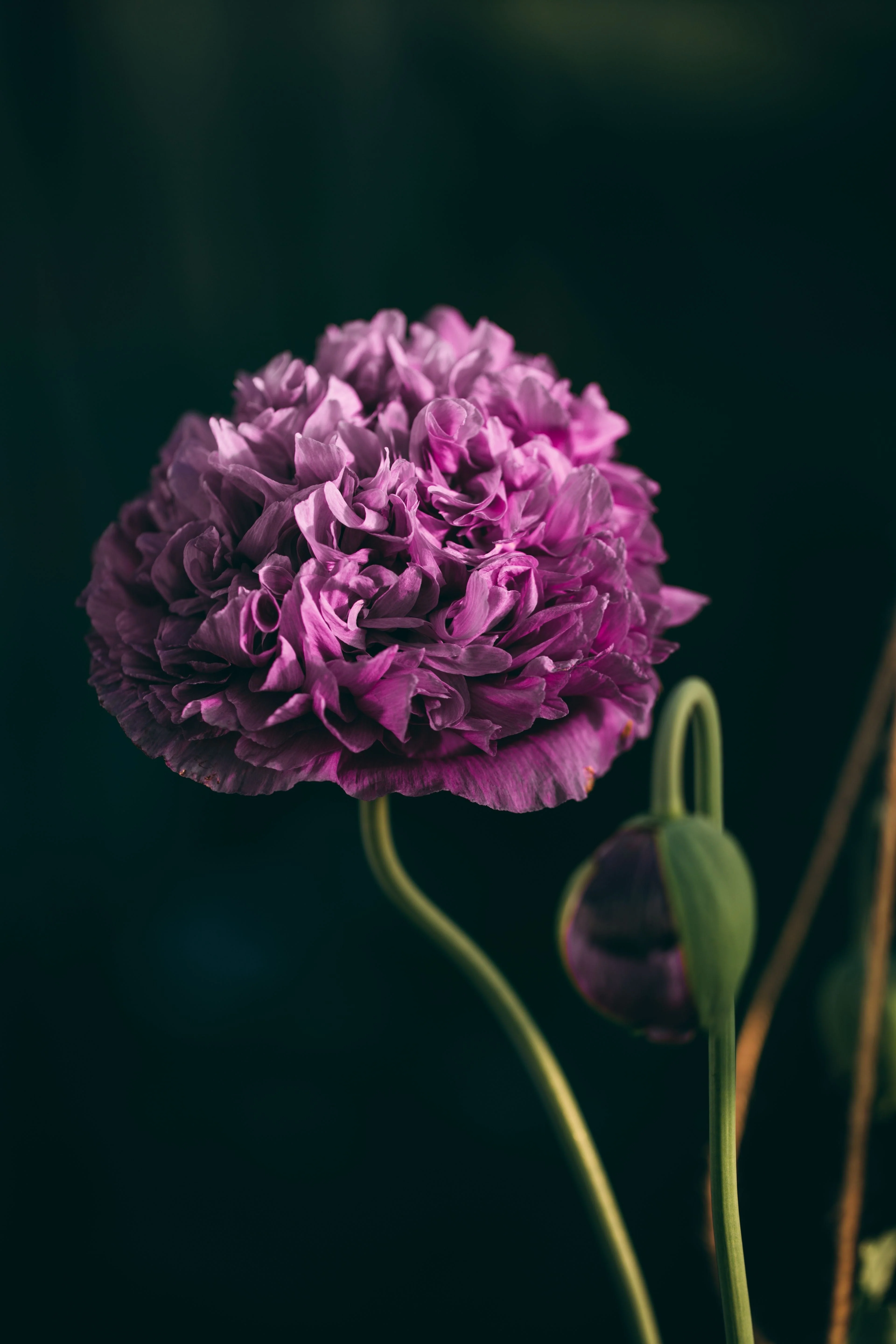 500 LILAC Pompom PEONY POPPY Papaver Laciniatum Purple Pompon Flower Seeds - Image 2