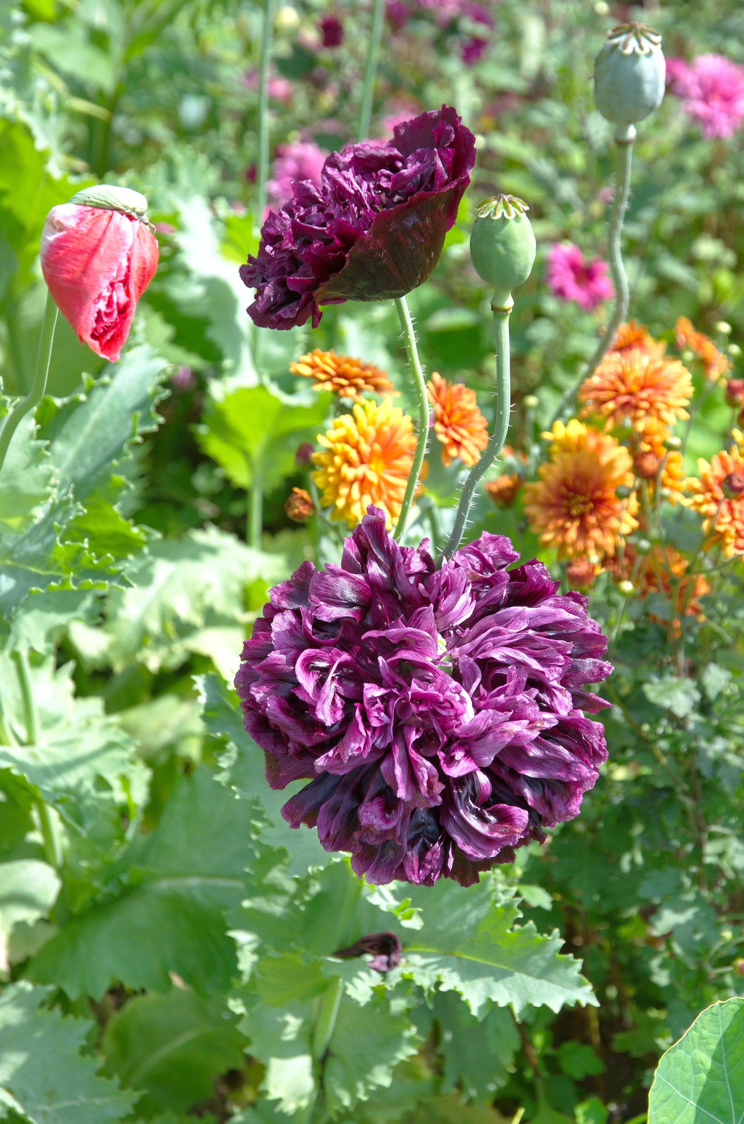 500 LILAC Pompom PEONY POPPY Papaver Laciniatum Purple Pompon Flower Seeds - Image 3