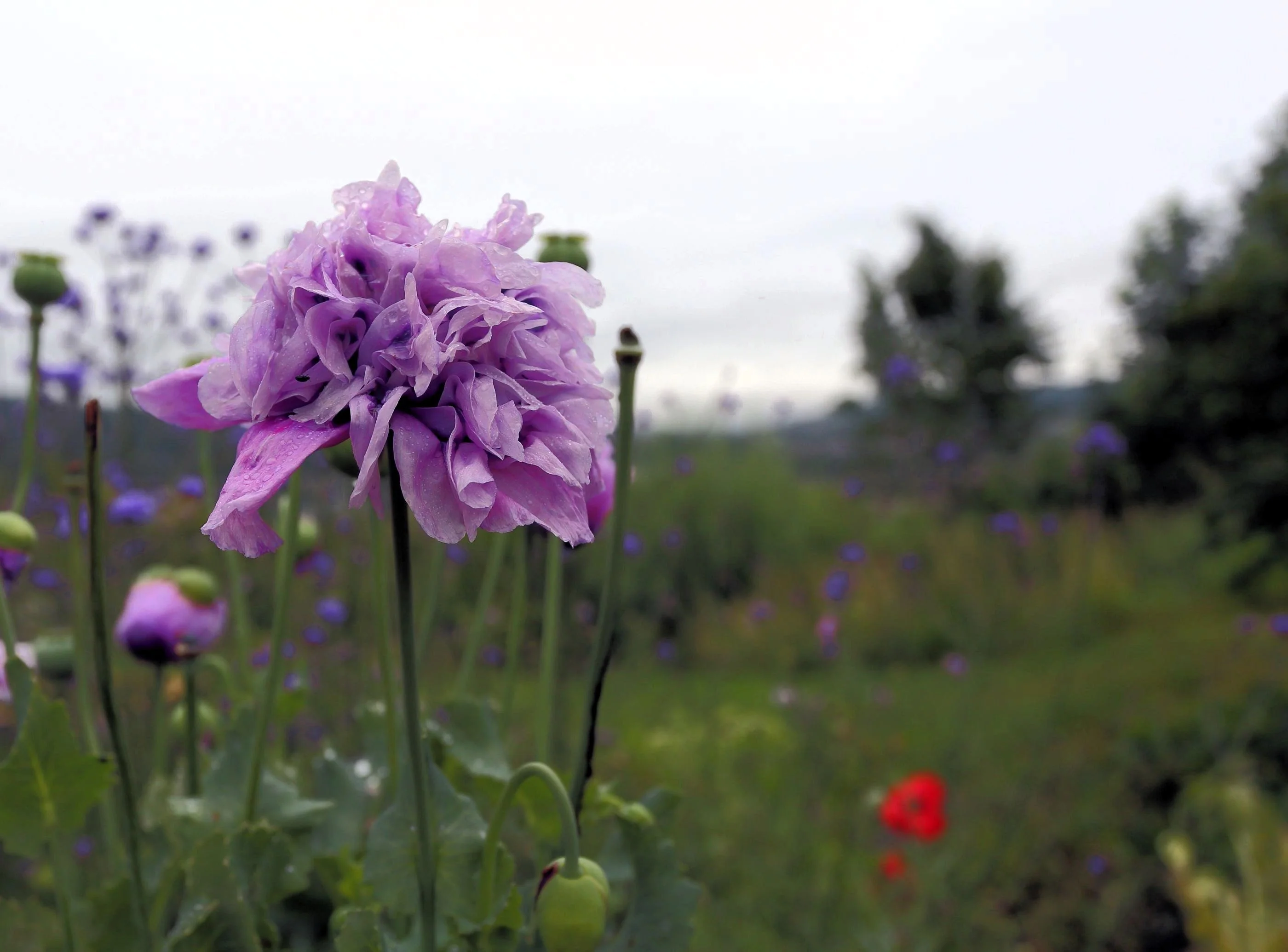 500 LILAC Pompom PEONY POPPY Papaver Laciniatum Purple Pompon Flower Seeds - Image 4