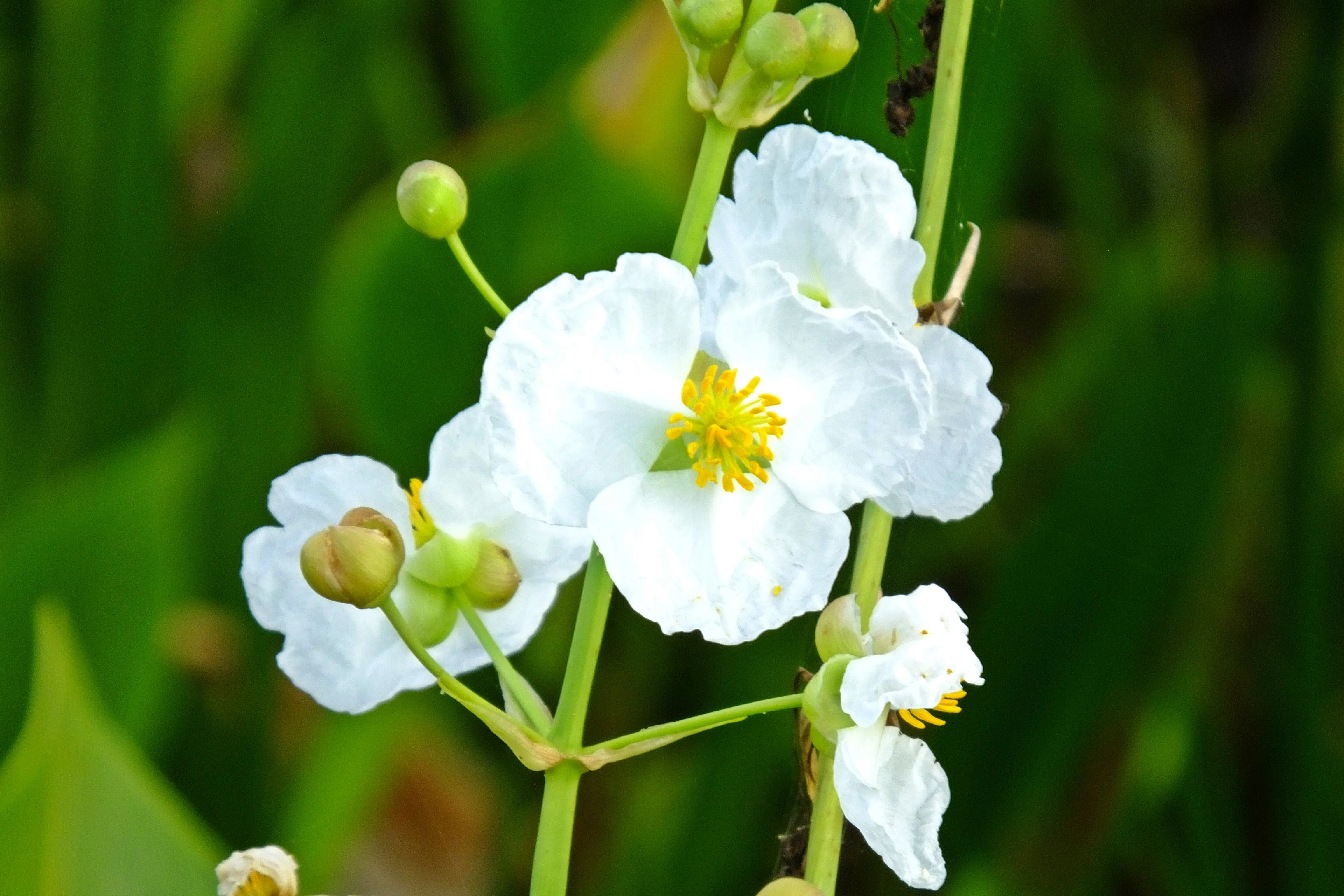 500 White Broadleaf ARROWHEAD Sagittaria Latifolia POND WETLAND Flower Seeds - Image 2