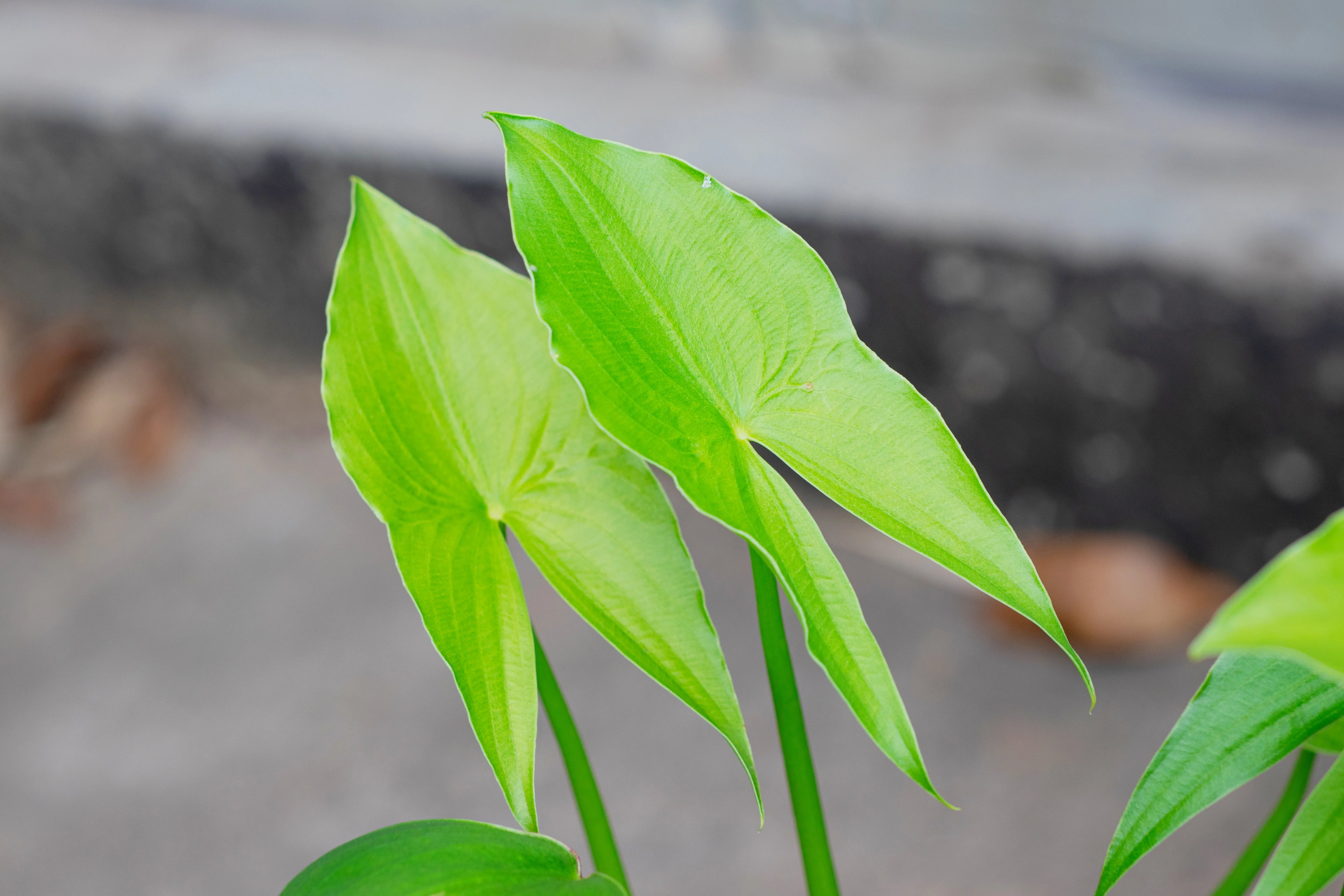 500 White Broadleaf ARROWHEAD Sagittaria Latifolia POND WETLAND Flower Seeds - Image 4