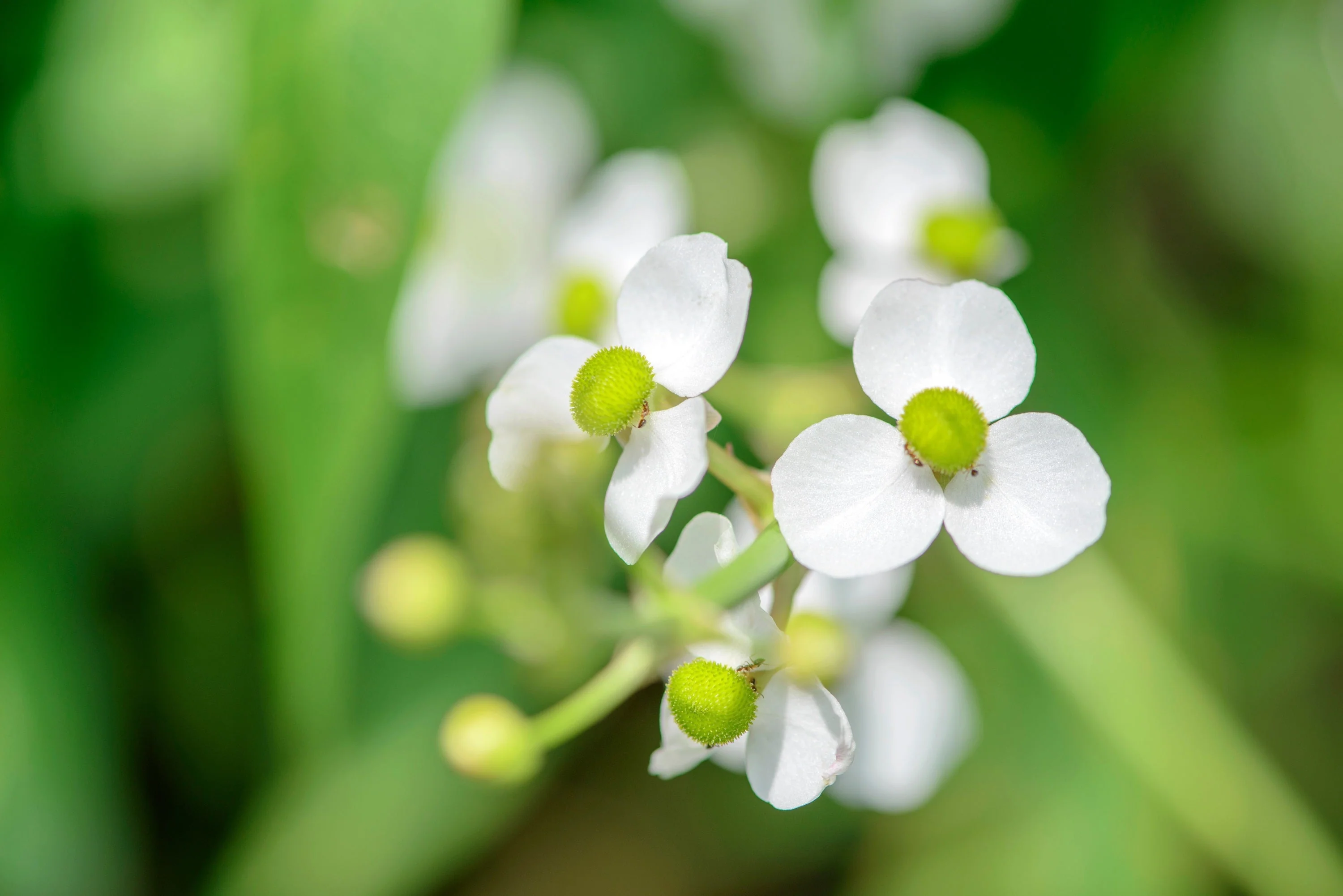 500 White Broadleaf ARROWHEAD Sagittaria Latifolia POND WETLAND Flower Seeds - Image 5