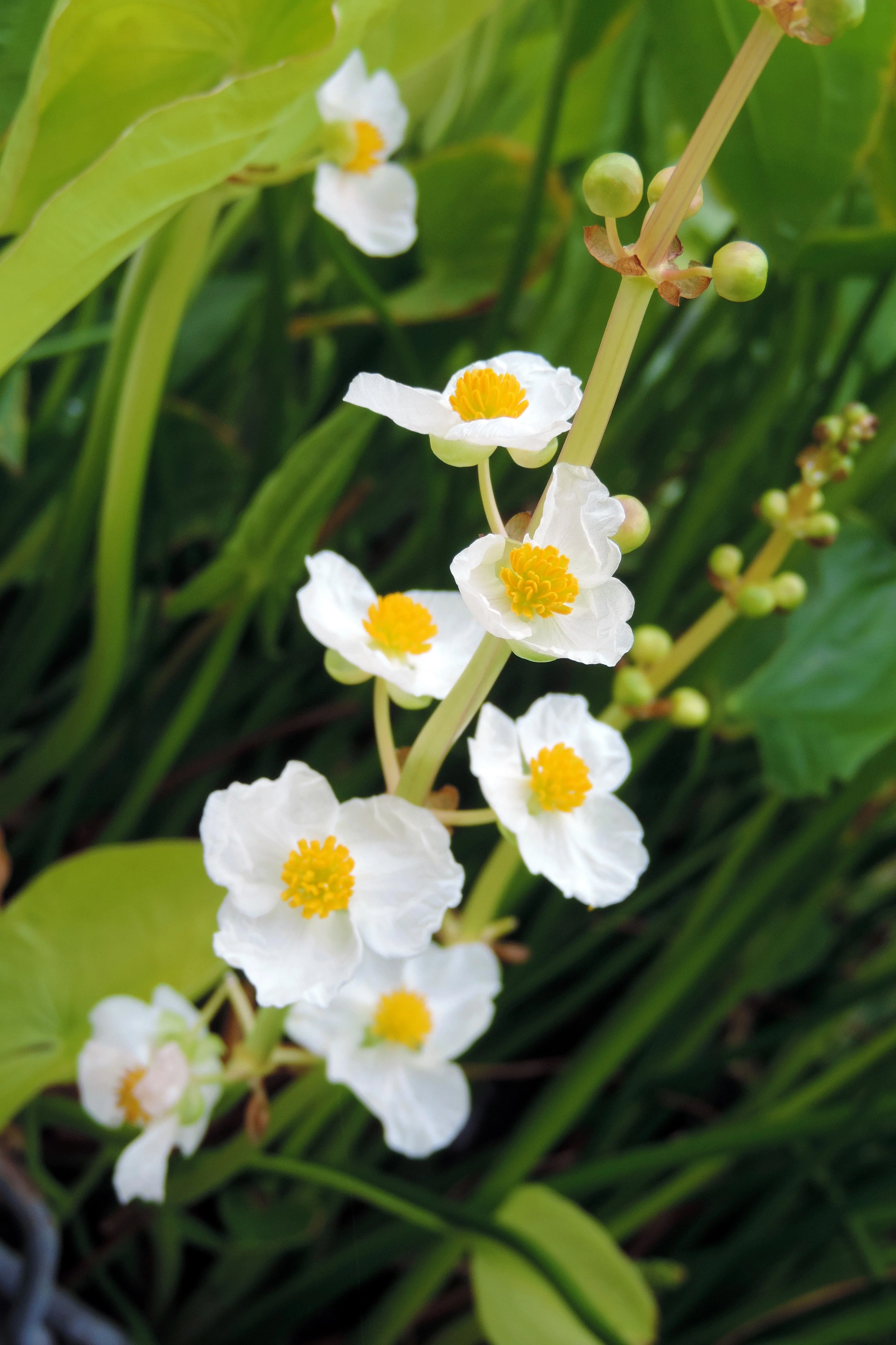 500 White Broadleaf ARROWHEAD Sagittaria Latifolia POND WETLAND Flower Seeds - Image 6