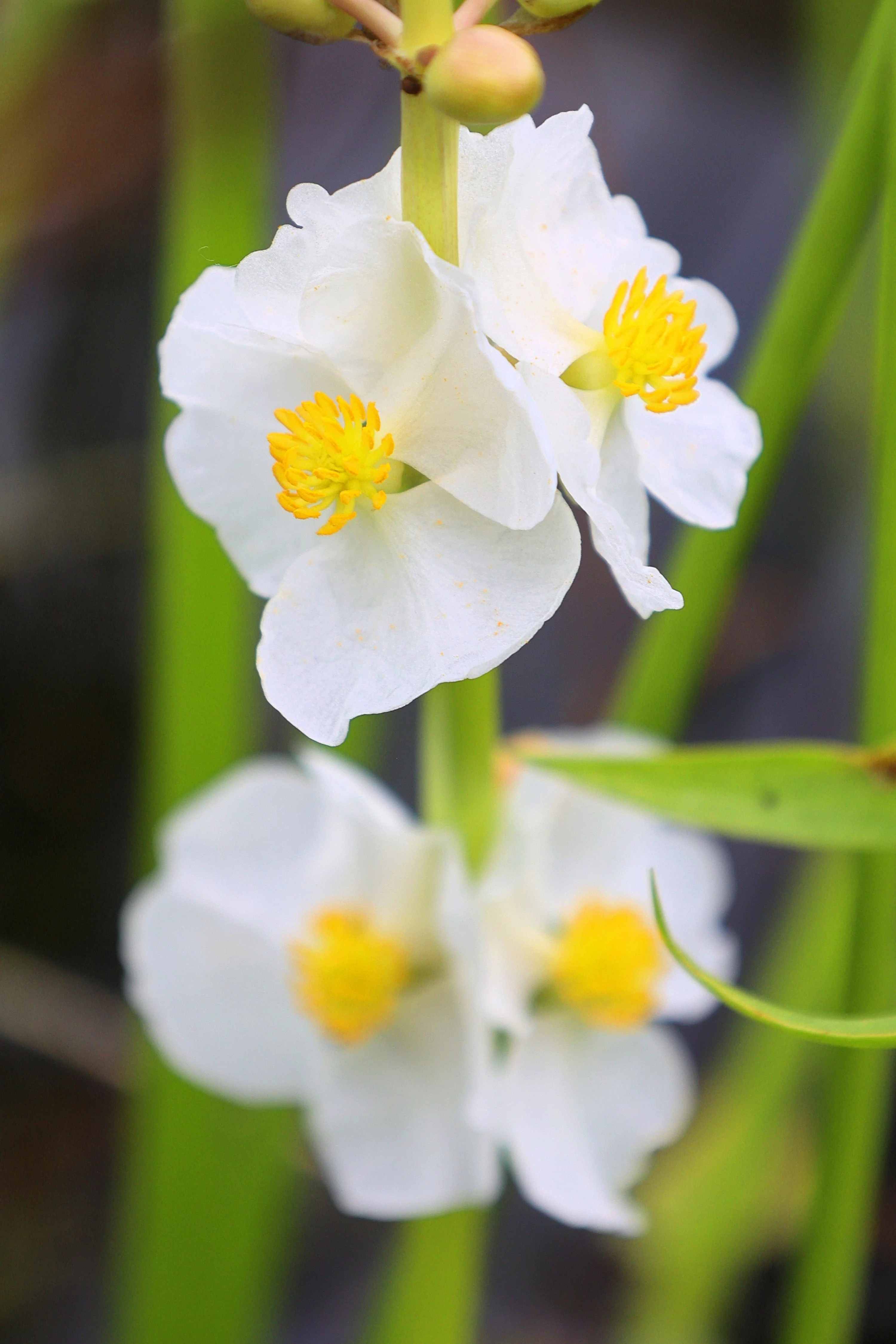 500 White Broadleaf ARROWHEAD Sagittaria Latifolia POND WETLAND Flower Seeds - Image 7