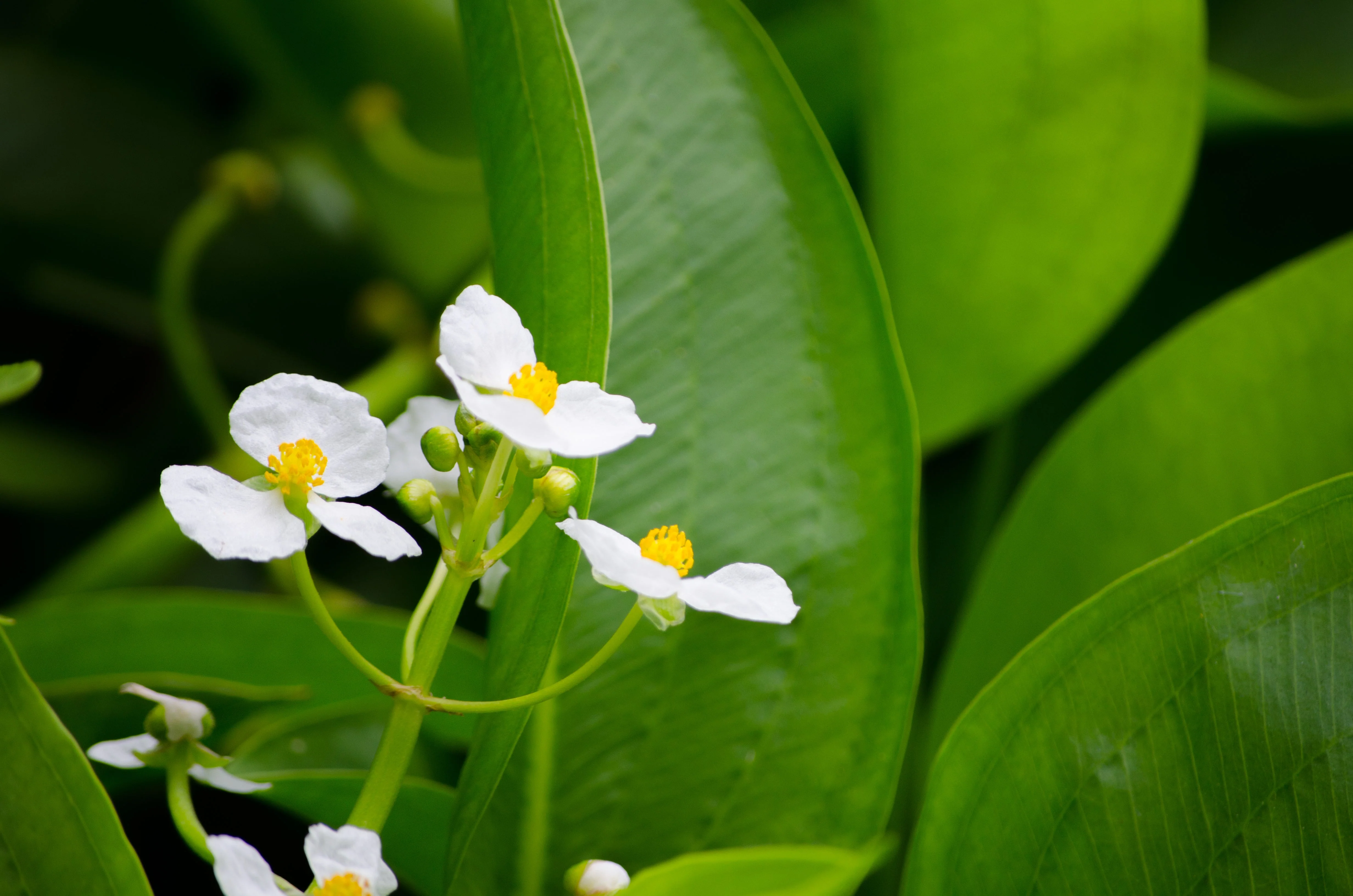 500 White Broadleaf ARROWHEAD Sagittaria Latifolia POND WETLAND Flower Seeds - Image 8