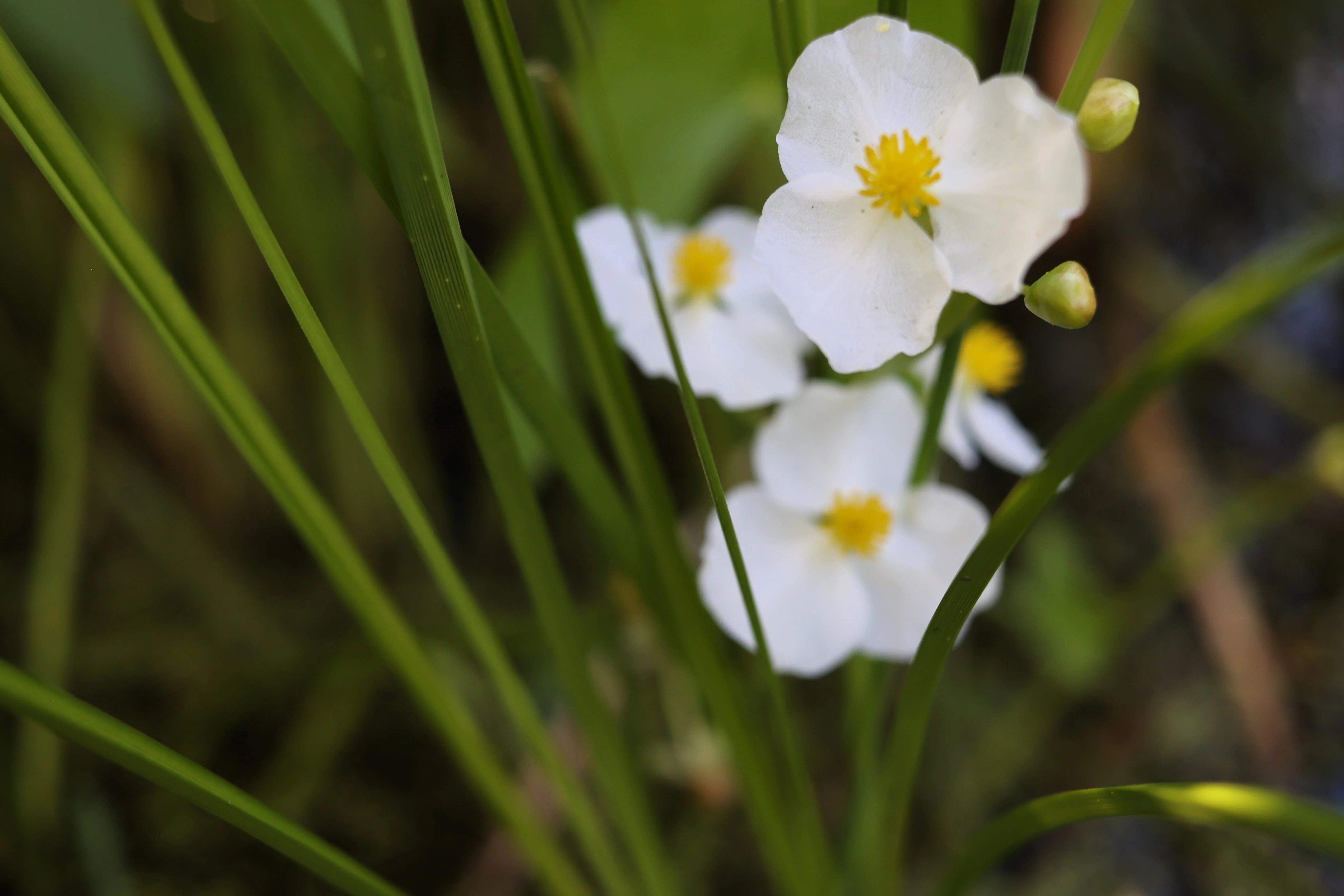 500 White Broadleaf ARROWHEAD Sagittaria Latifolia POND WETLAND Flower Seeds - Image 9