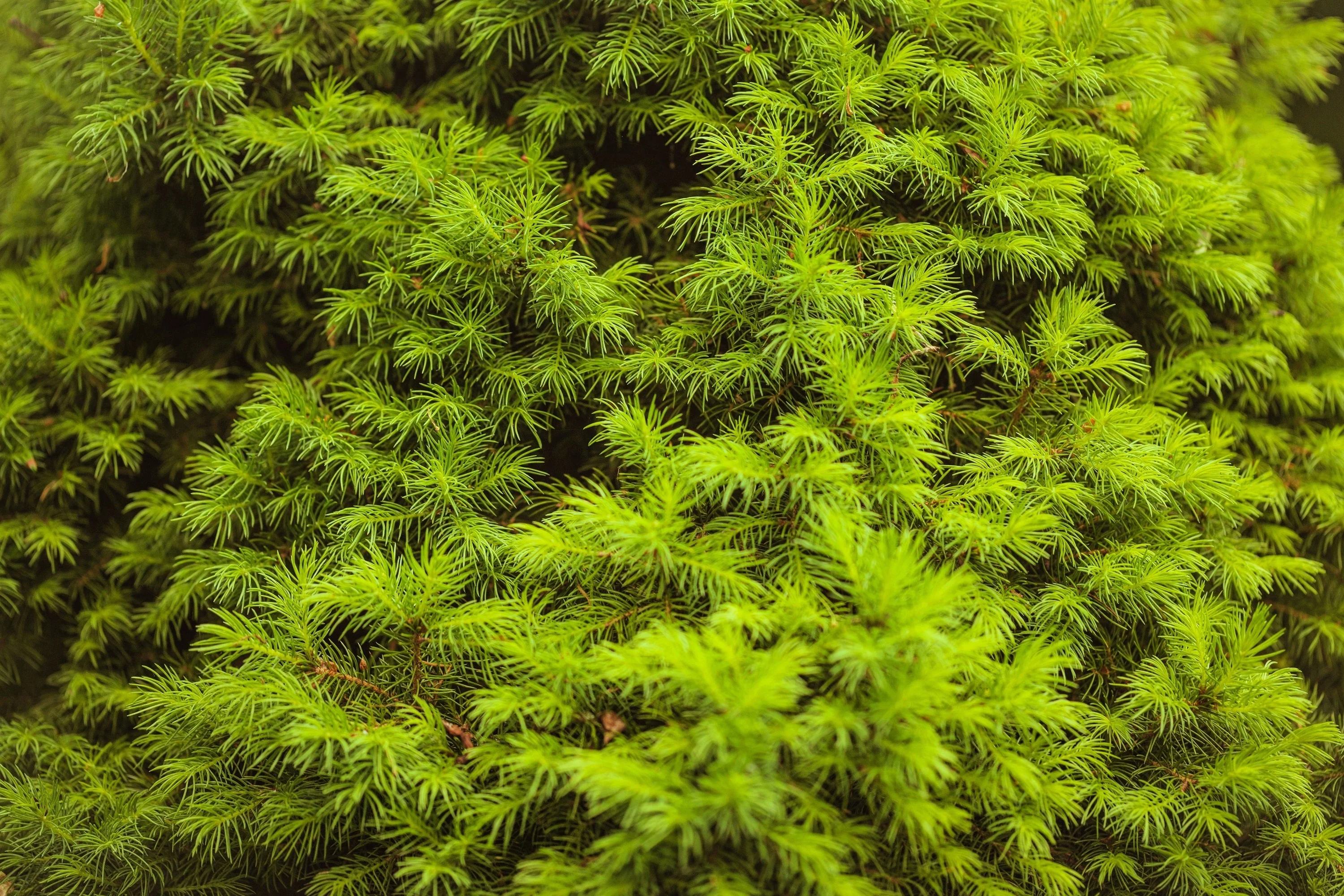 60 Organic Seeds COMMON JUNIPER (20 Berries) Juniperus Communis Tree Shrub Evergreen Conifer Blue Berry Yellow Flower aka Gin Berry Pine - Image 10