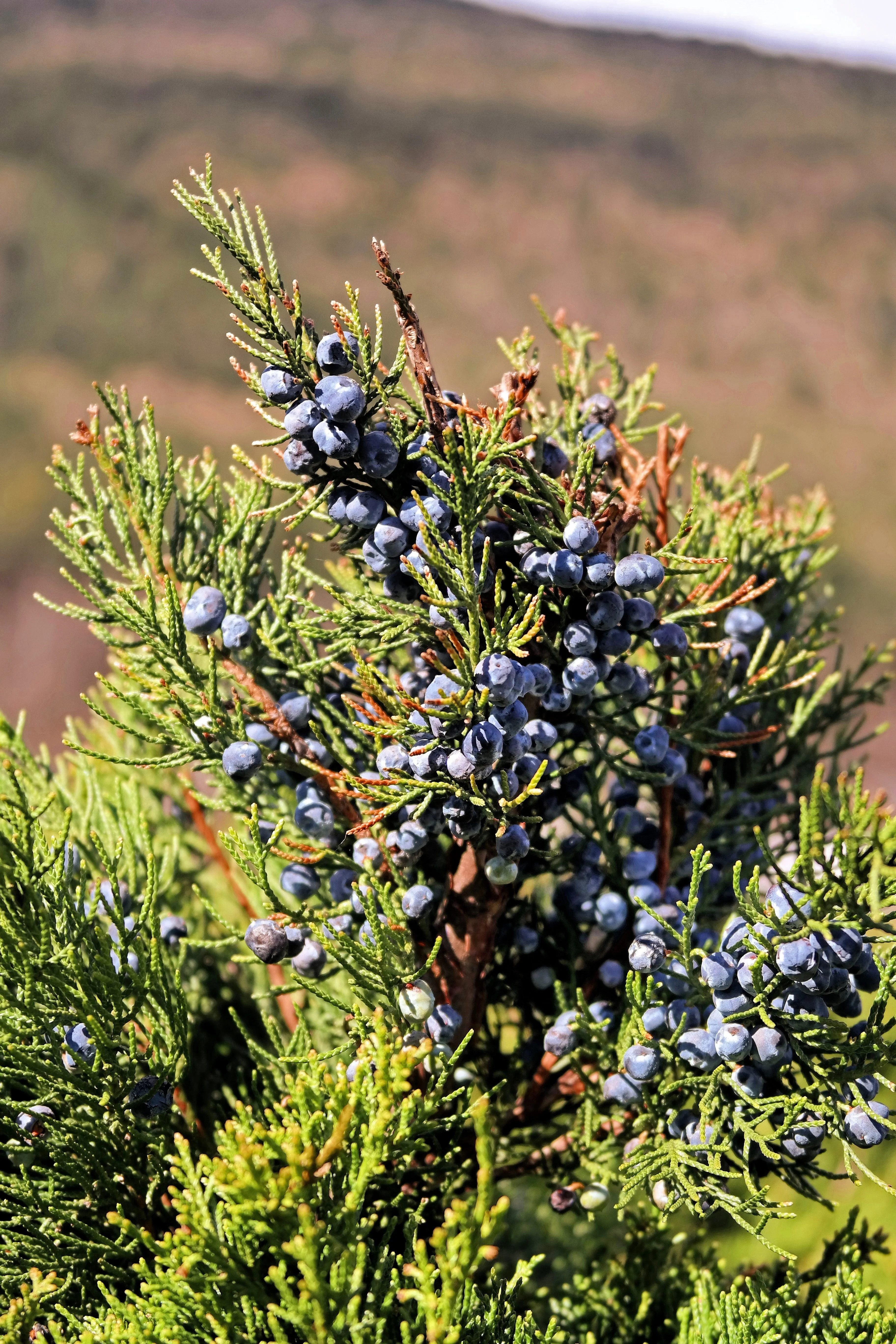 60 Organic Seeds COMMON JUNIPER (20 Berries) Juniperus Communis Tree Shrub Evergreen Conifer Blue Berry Yellow Flower aka Gin Berry Pine - Image 3