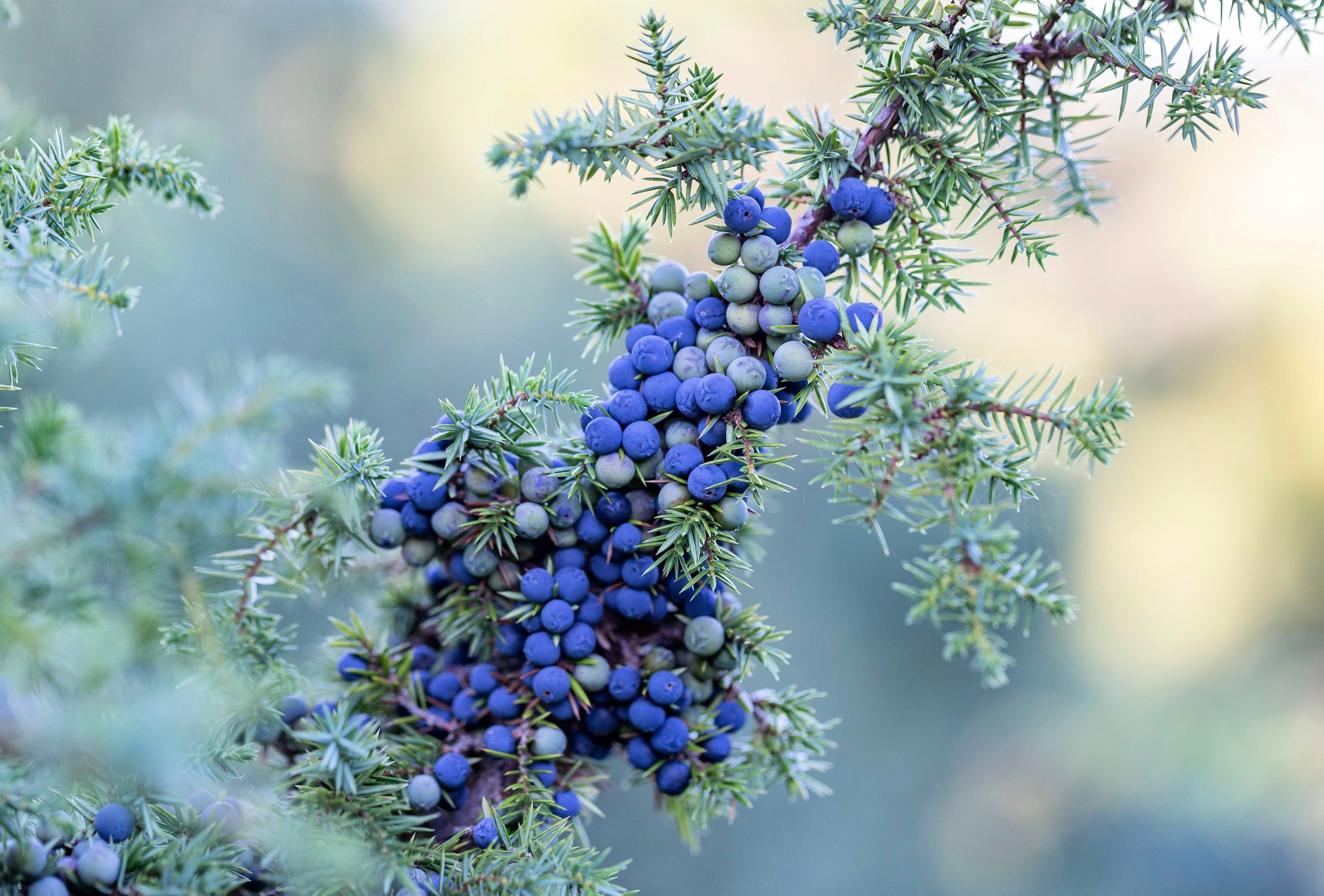 60 Organic Seeds COMMON JUNIPER (20 Berries) Juniperus Communis Tree Shrub Evergreen Conifer Blue Berry Yellow Flower aka Gin Berry Pine - Image 4