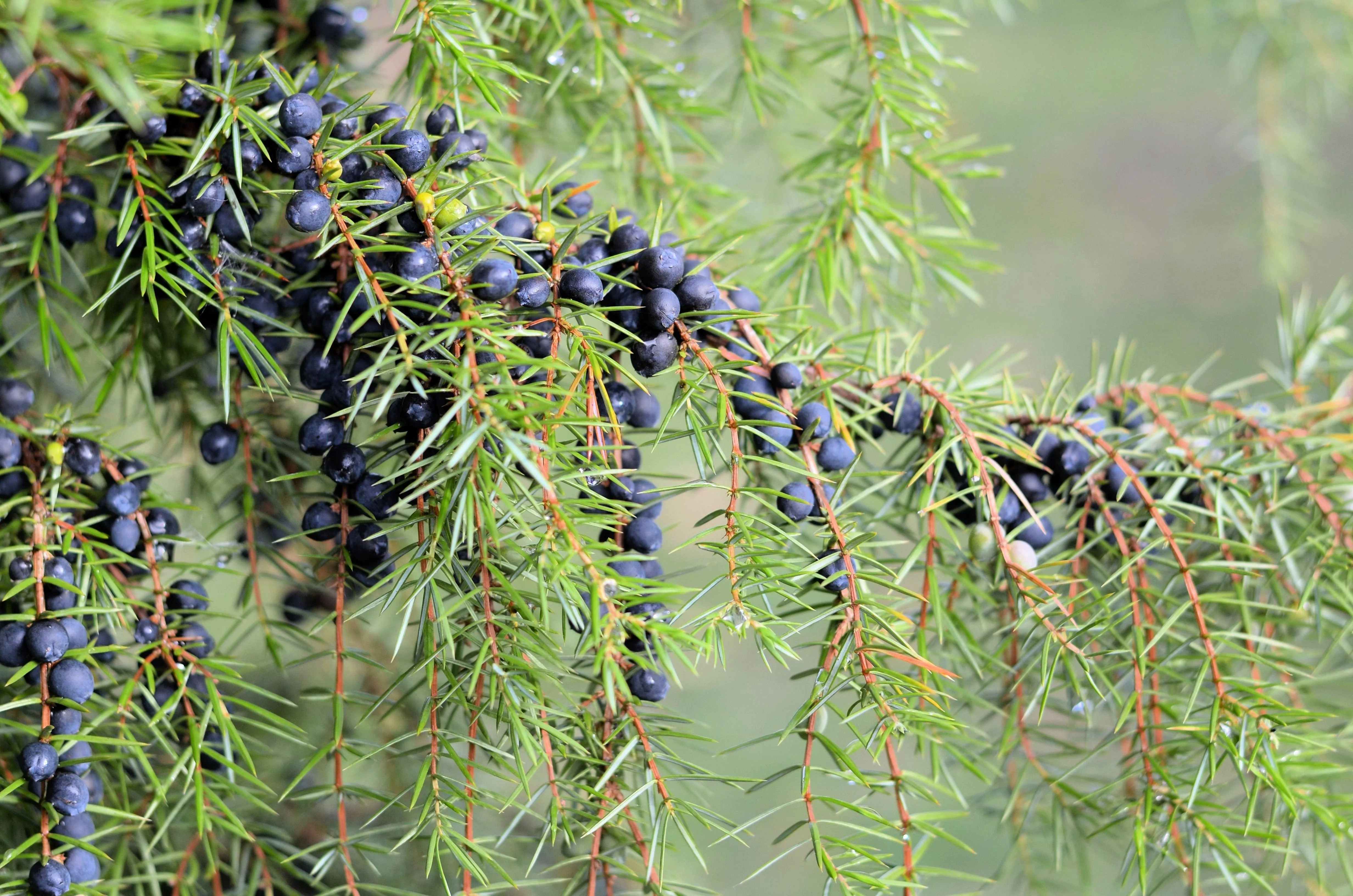 60 Organic Seeds COMMON JUNIPER (20 Berries) Juniperus Communis Tree Shrub Evergreen Conifer Blue Berry Yellow Flower aka Gin Berry Pine - Image 5