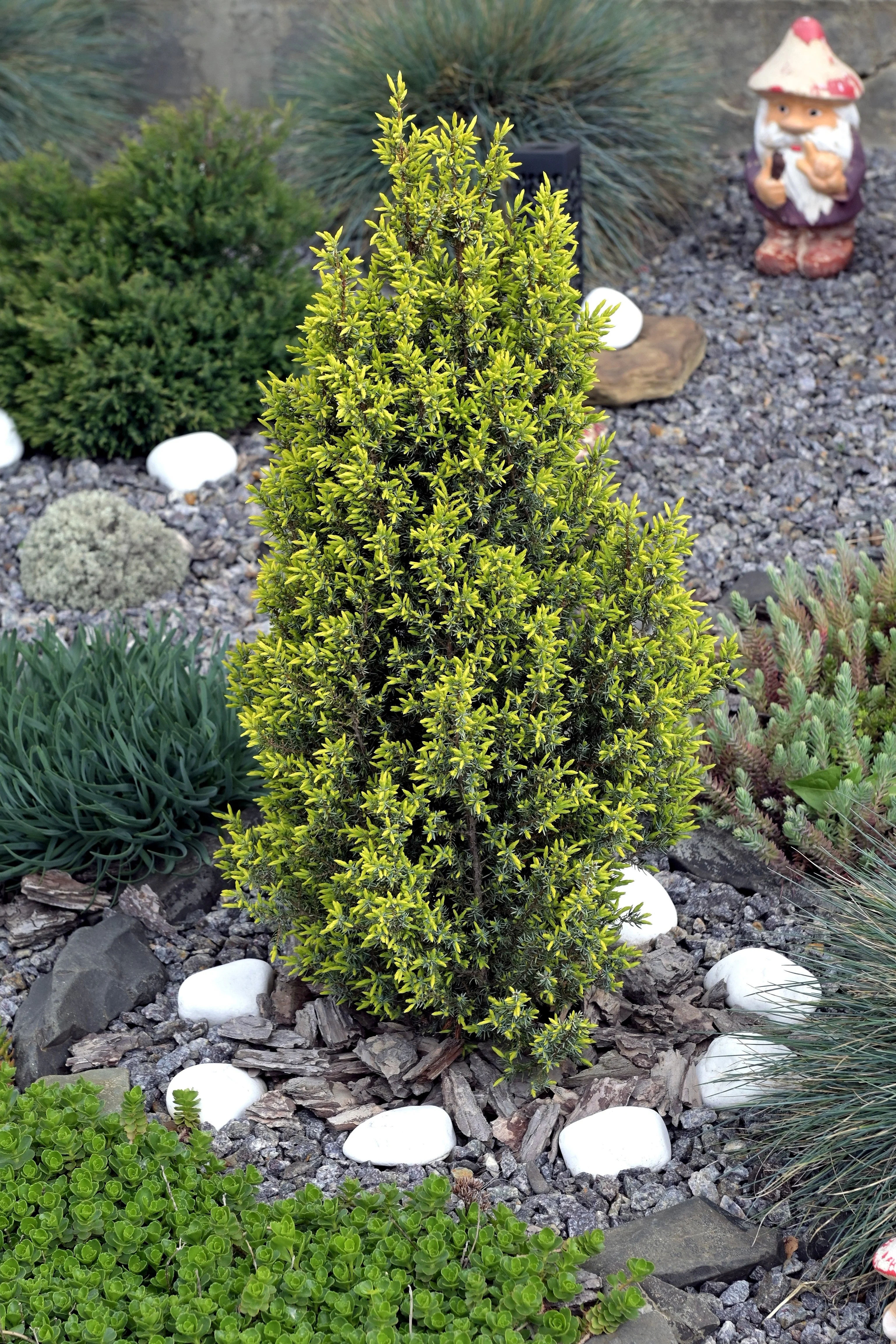 60 Organic Seeds COMMON JUNIPER (20 Berries) Juniperus Communis Tree Shrub Evergreen Conifer Blue Berry Yellow Flower aka Gin Berry Pine - Image 6