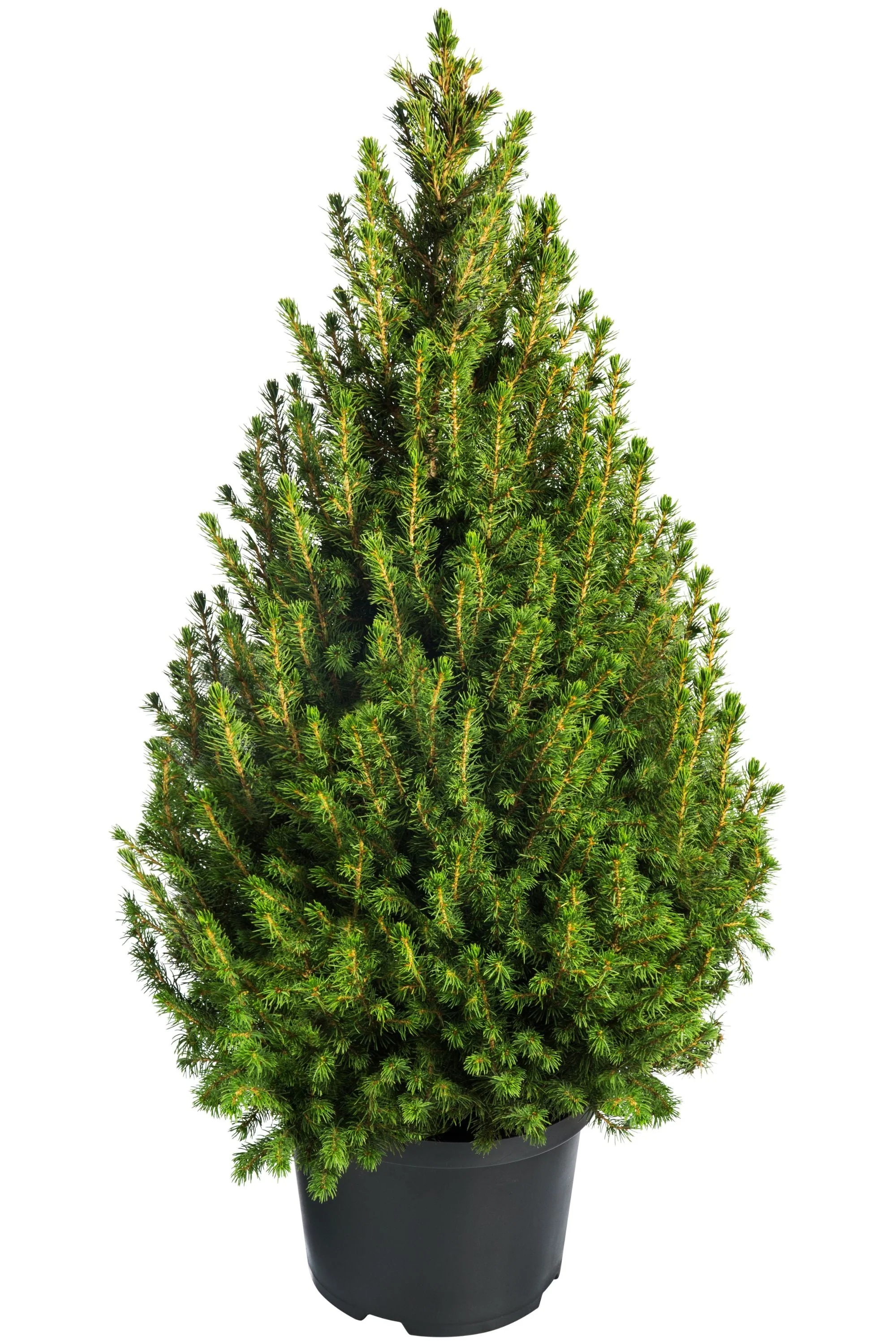 60 Organic Seeds COMMON JUNIPER (20 Berries) Juniperus Communis Tree Shrub Evergreen Conifer Blue Berry Yellow Flower aka Gin Berry Pine - Image 7