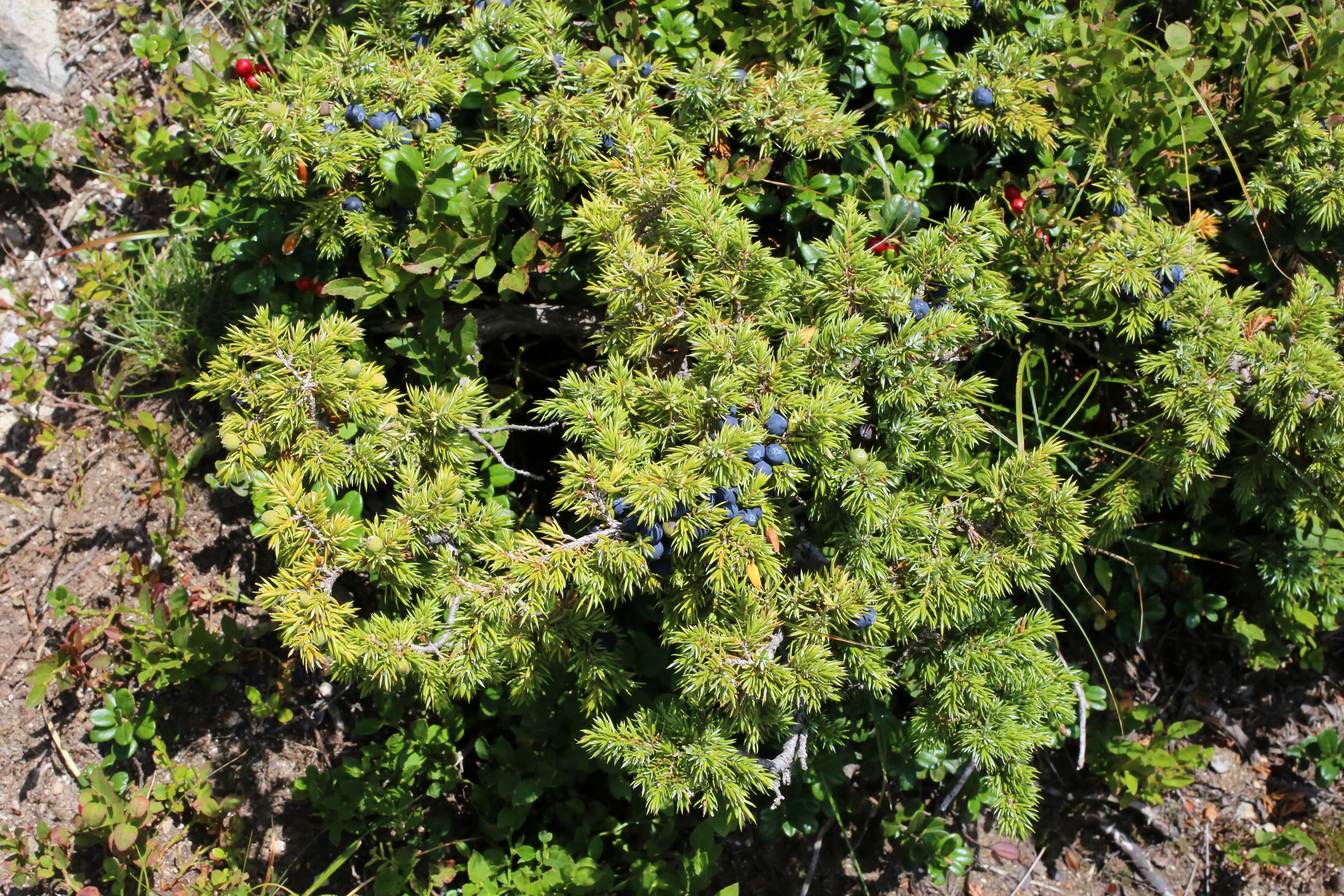 60 Organic Seeds COMMON JUNIPER (20 Berries) Juniperus Communis Tree Shrub Evergreen Conifer Blue Berry Yellow Flower aka Gin Berry Pine - Image 8