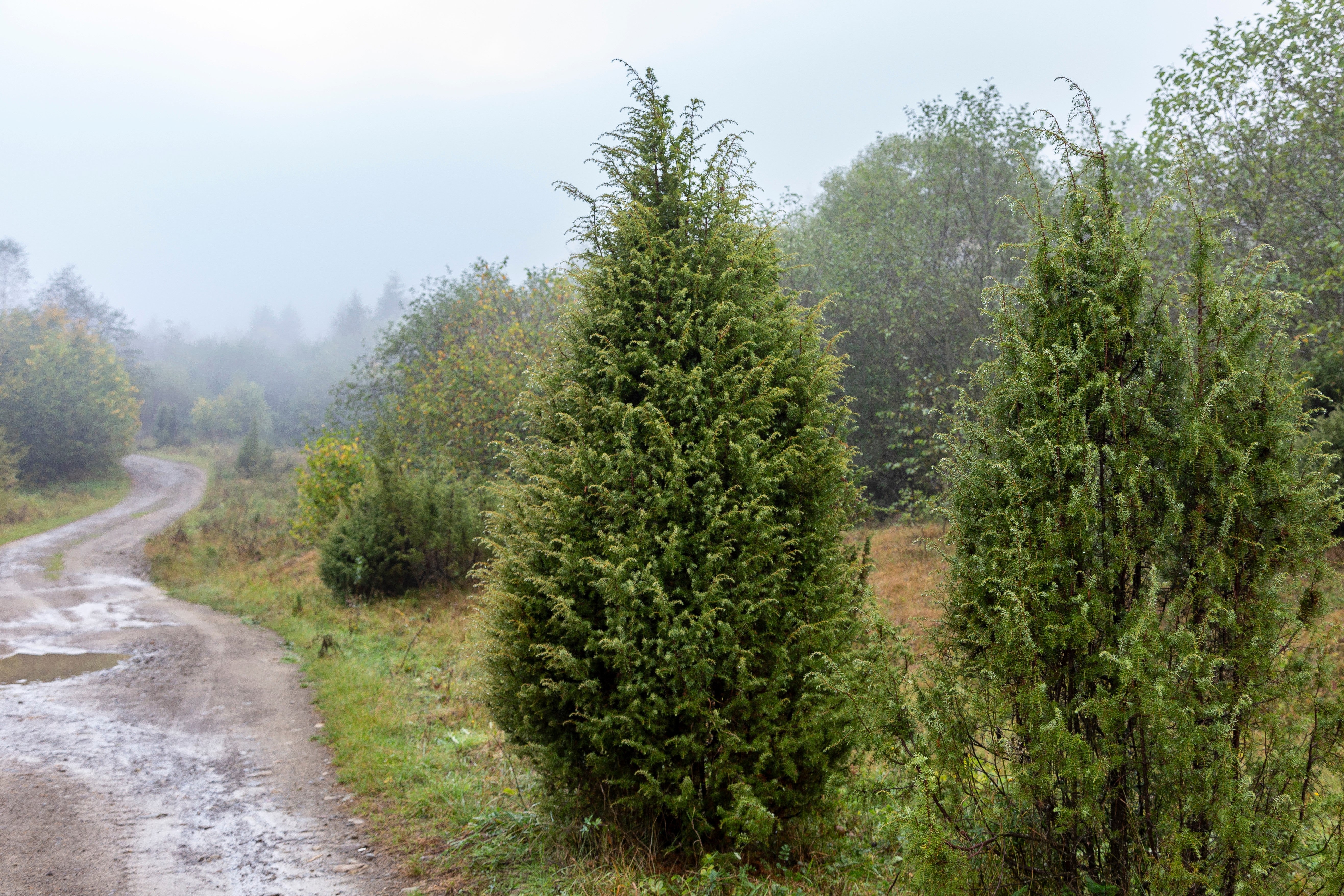 60 Organic Seeds COMMON JUNIPER (20 Berries) Juniperus Communis Tree Shrub Evergreen Conifer Blue Berry Yellow Flower aka Gin Berry Pine - Image 9