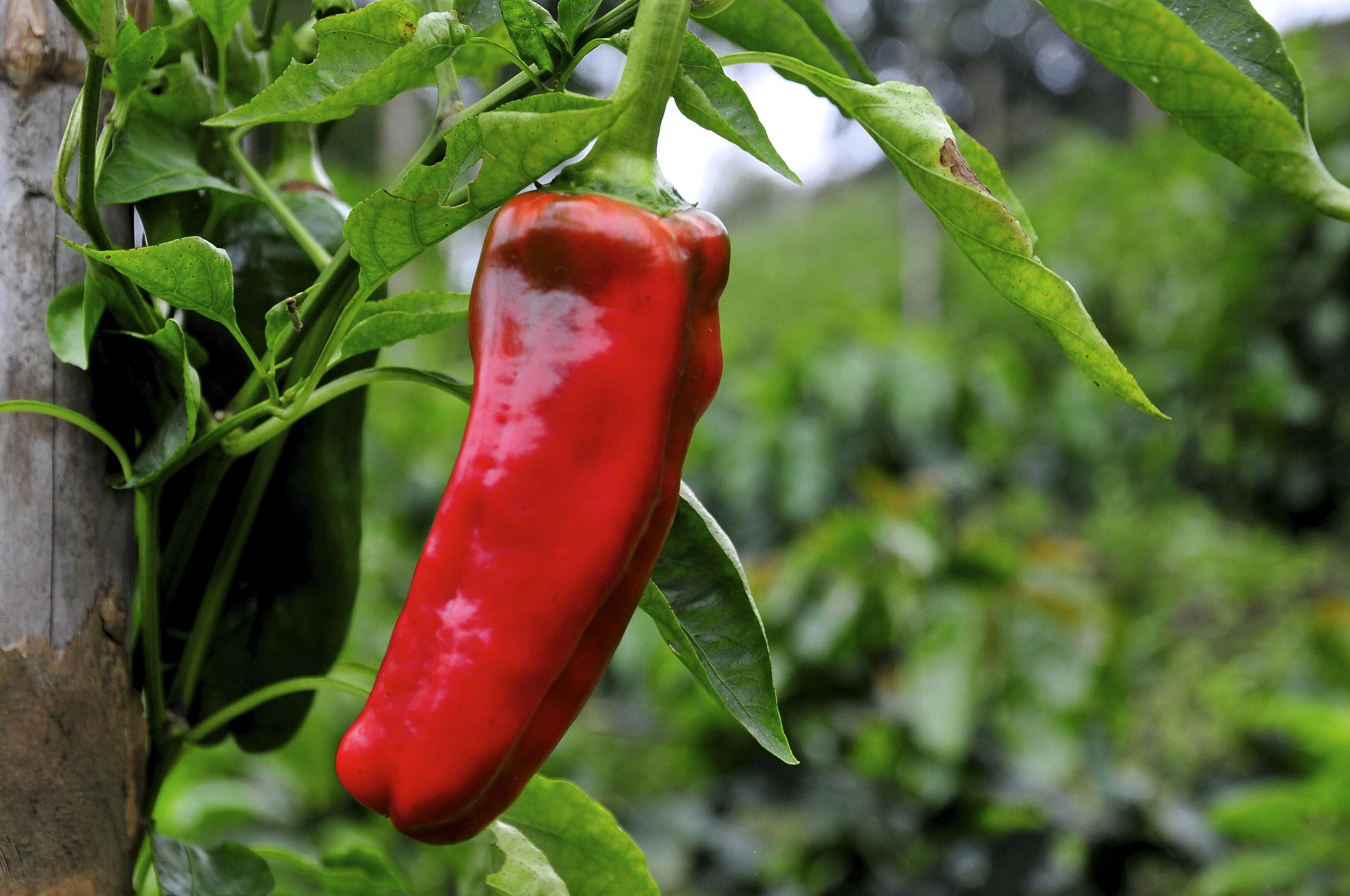 60 RED MARCONI PEPPER Rossa Large Sweet Italian Frying Capsicum Annuum Seeds - Image 4