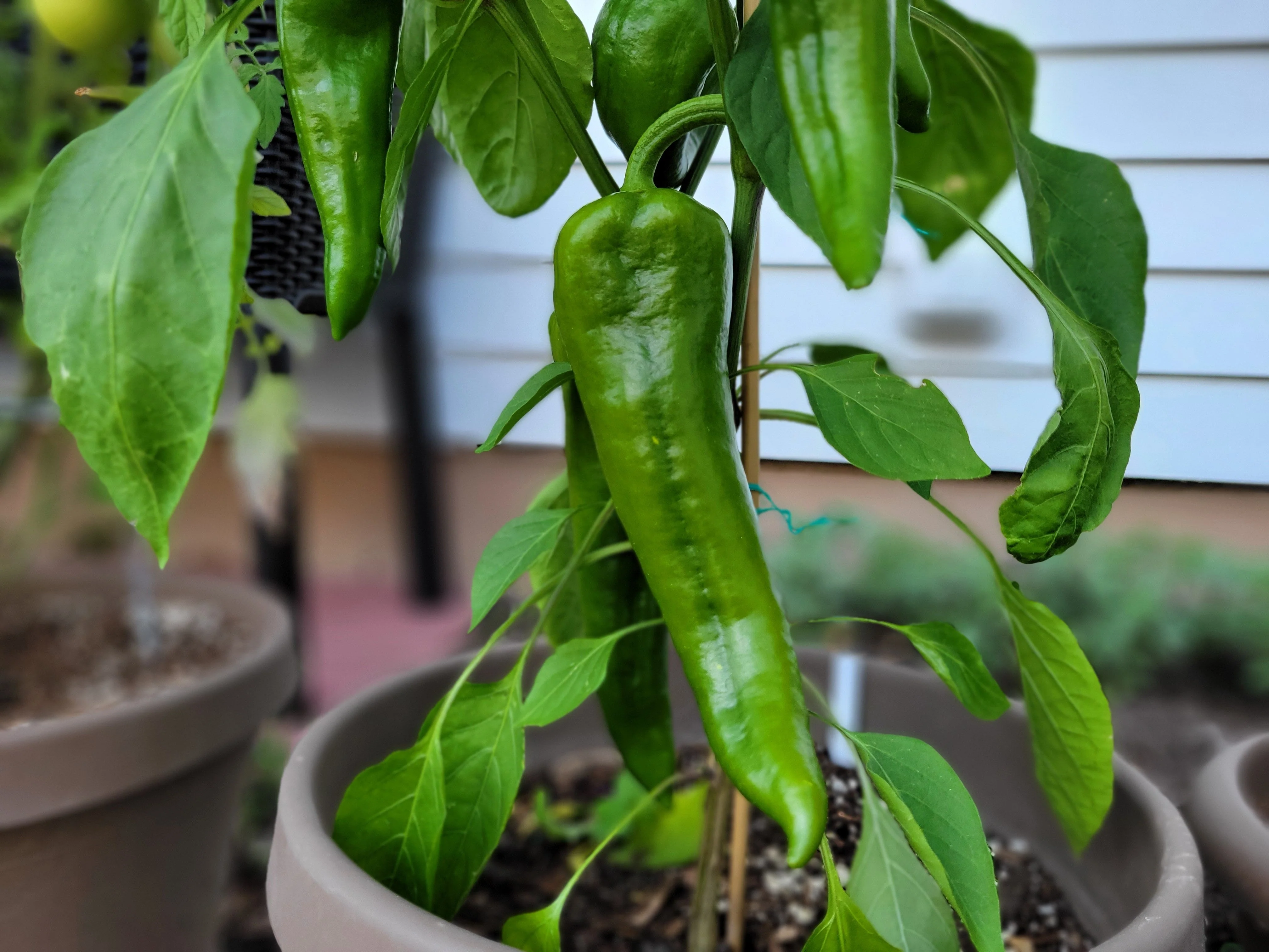 60 RED MARCONI PEPPER Rossa Large Sweet Italian Frying Capsicum Annuum Seeds - Image 6