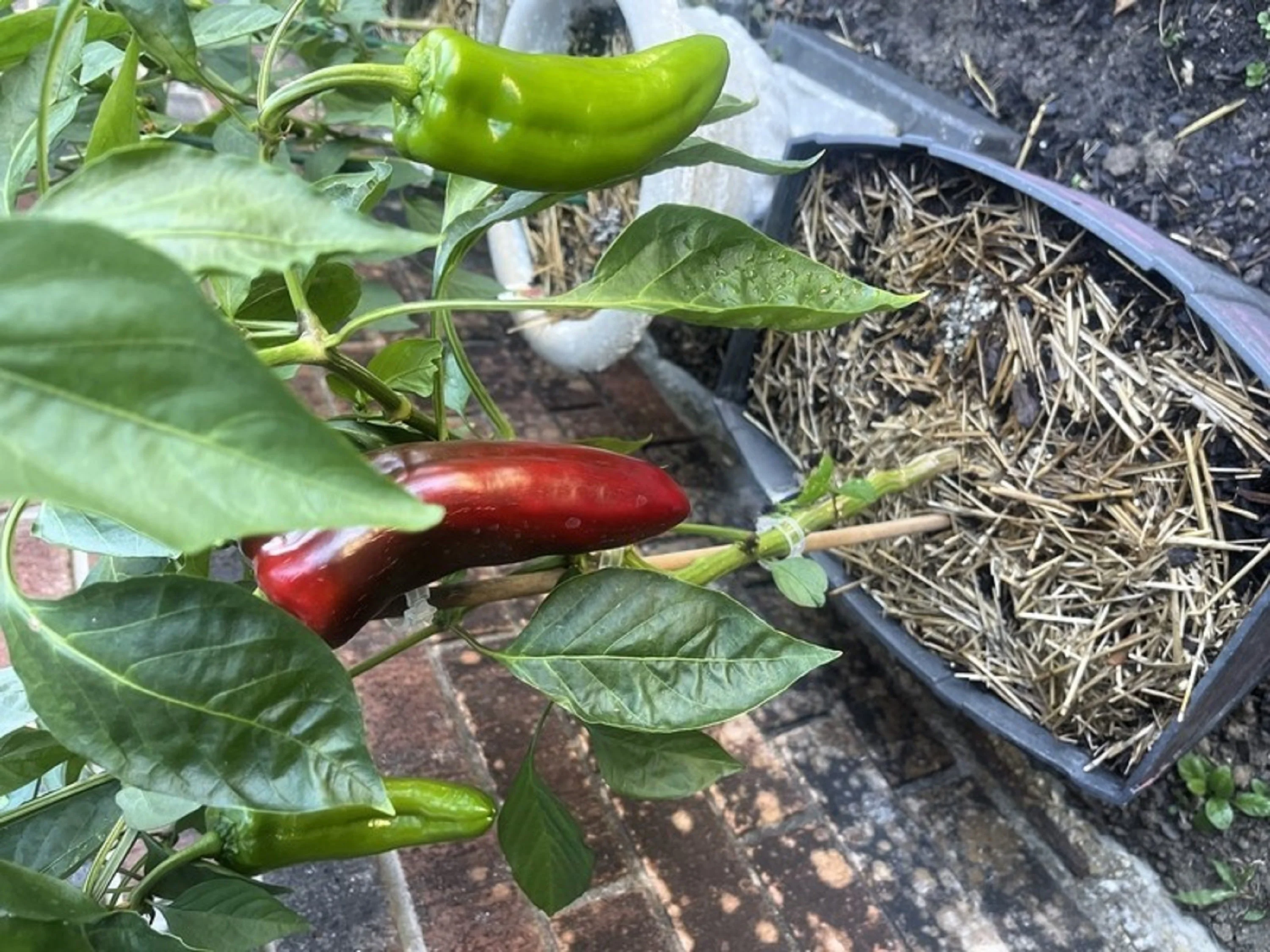 60 RED MARCONI PEPPER Rossa Large Sweet Italian Frying Capsicum Annuum Seeds - Image 7