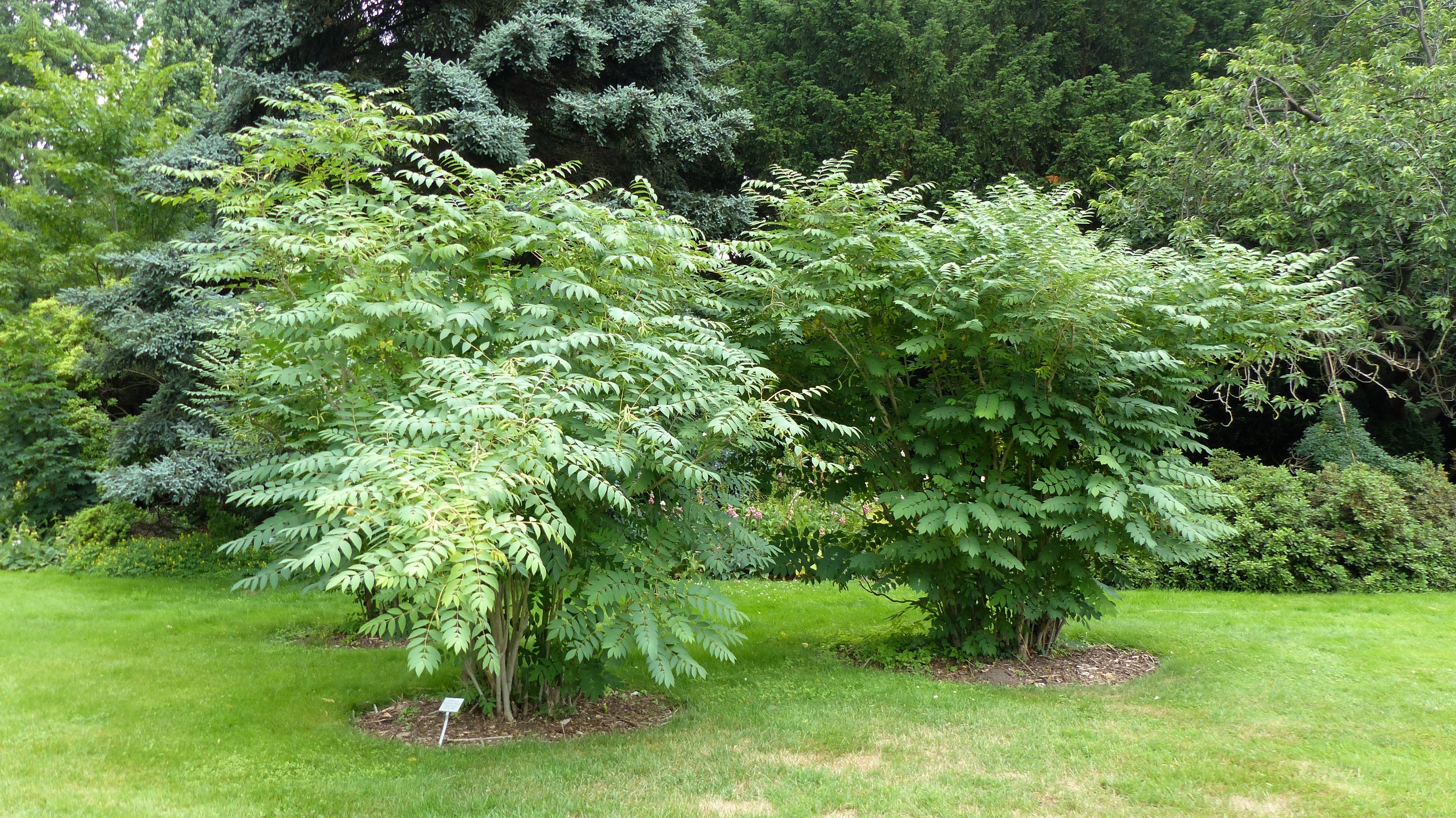 7 BLUE SAUSAGE FRUIT Edible & Ornamental Decaisnea Fargesii Tree Shrub Seeds - Image 10