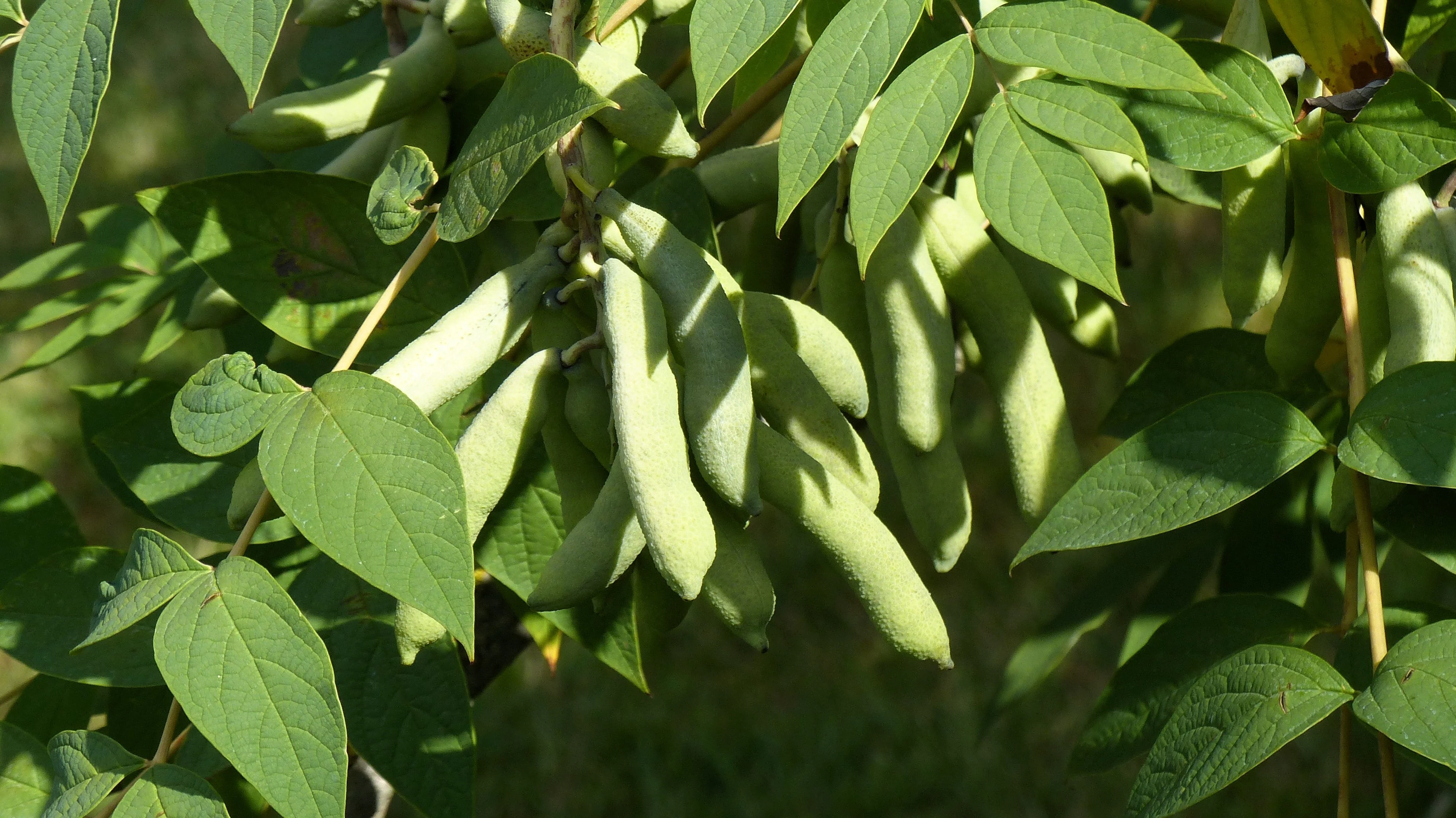 7 BLUE SAUSAGE FRUIT Edible & Ornamental Decaisnea Fargesii Tree Shrub Seeds - Image 11