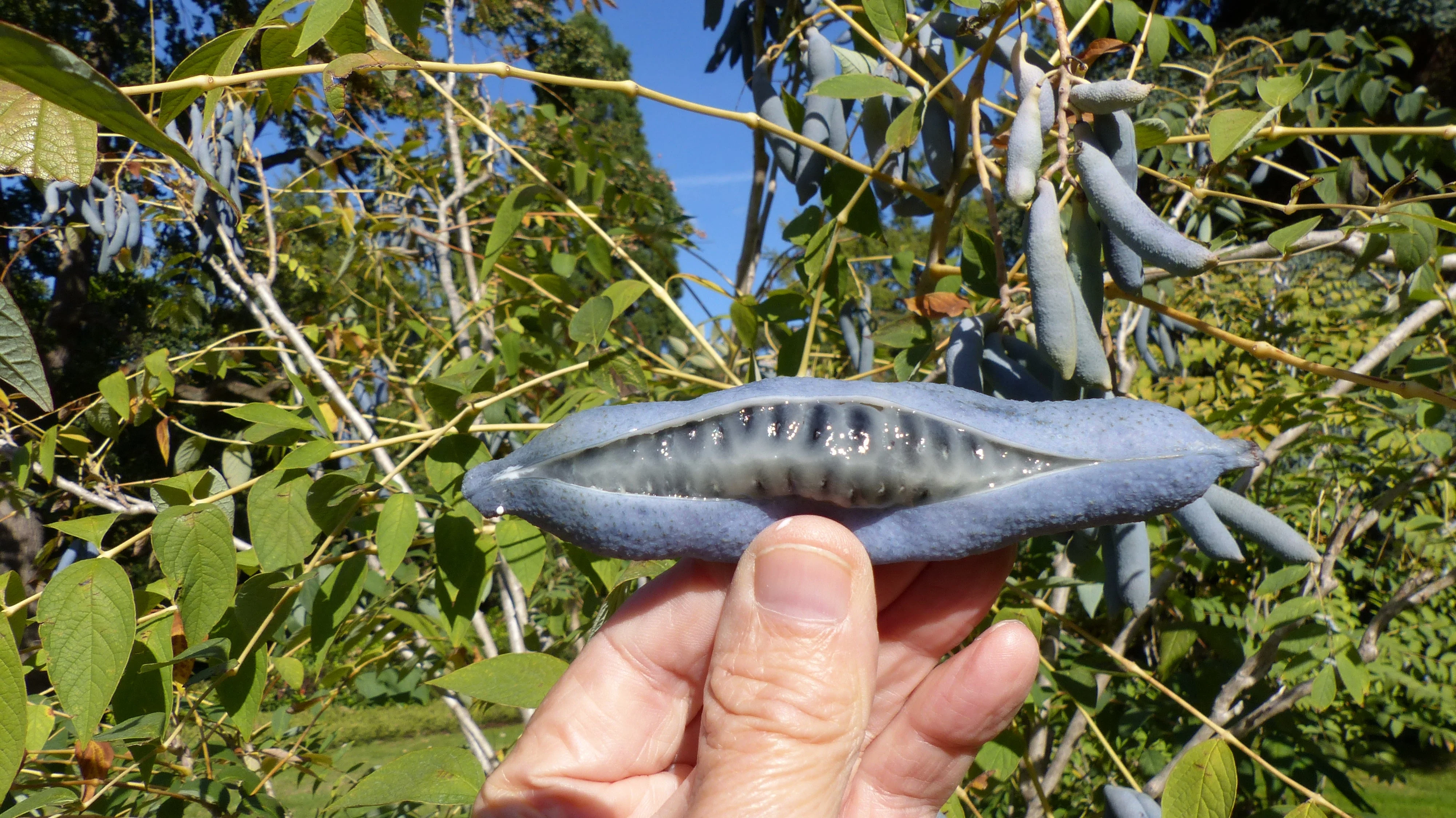 7 BLUE SAUSAGE FRUIT Edible & Ornamental Decaisnea Fargesii Tree Shrub Seeds - Image 2