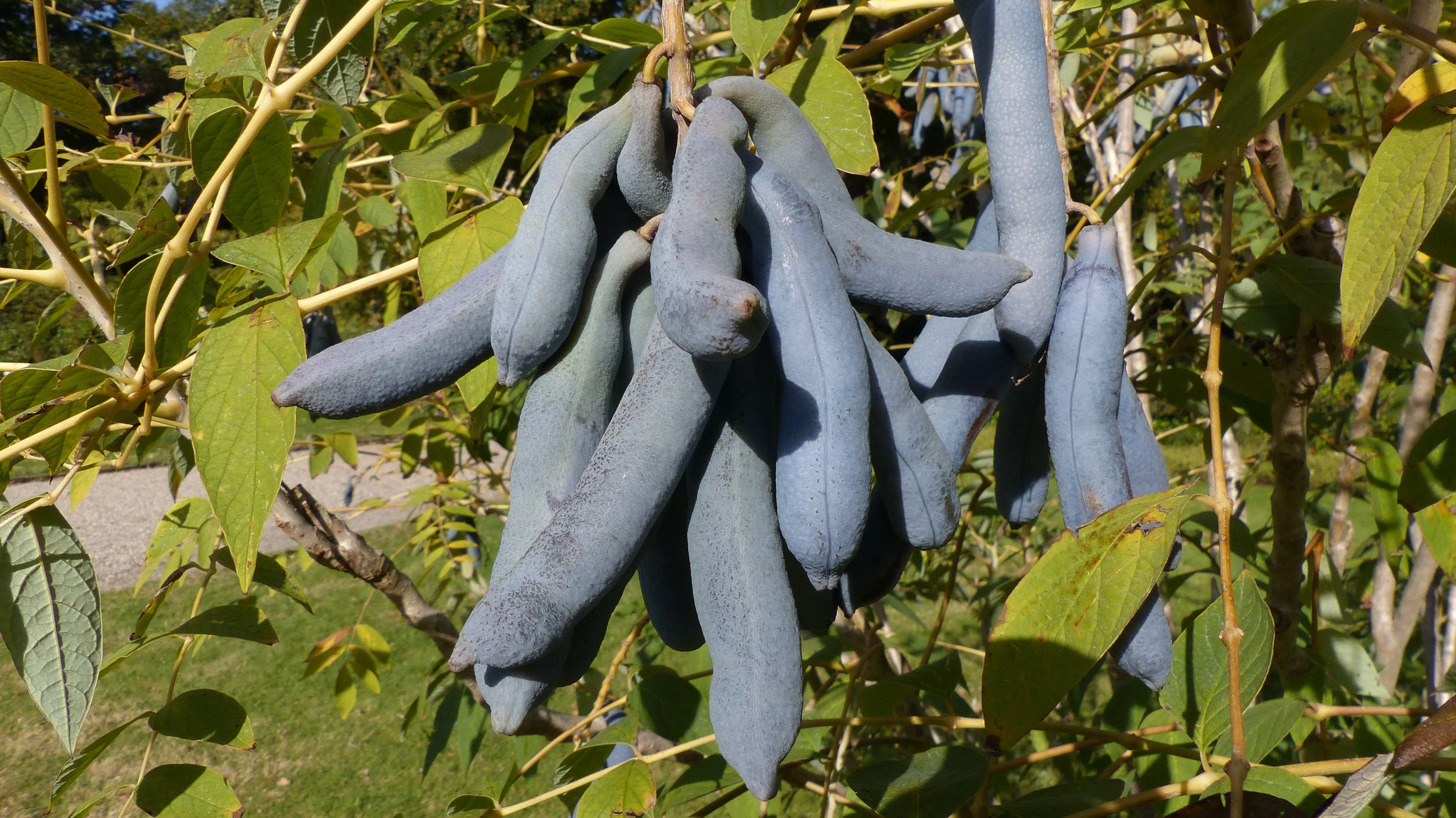 7 BLUE SAUSAGE FRUIT Edible & Ornamental Decaisnea Fargesii Tree Shrub Seeds - Image 3