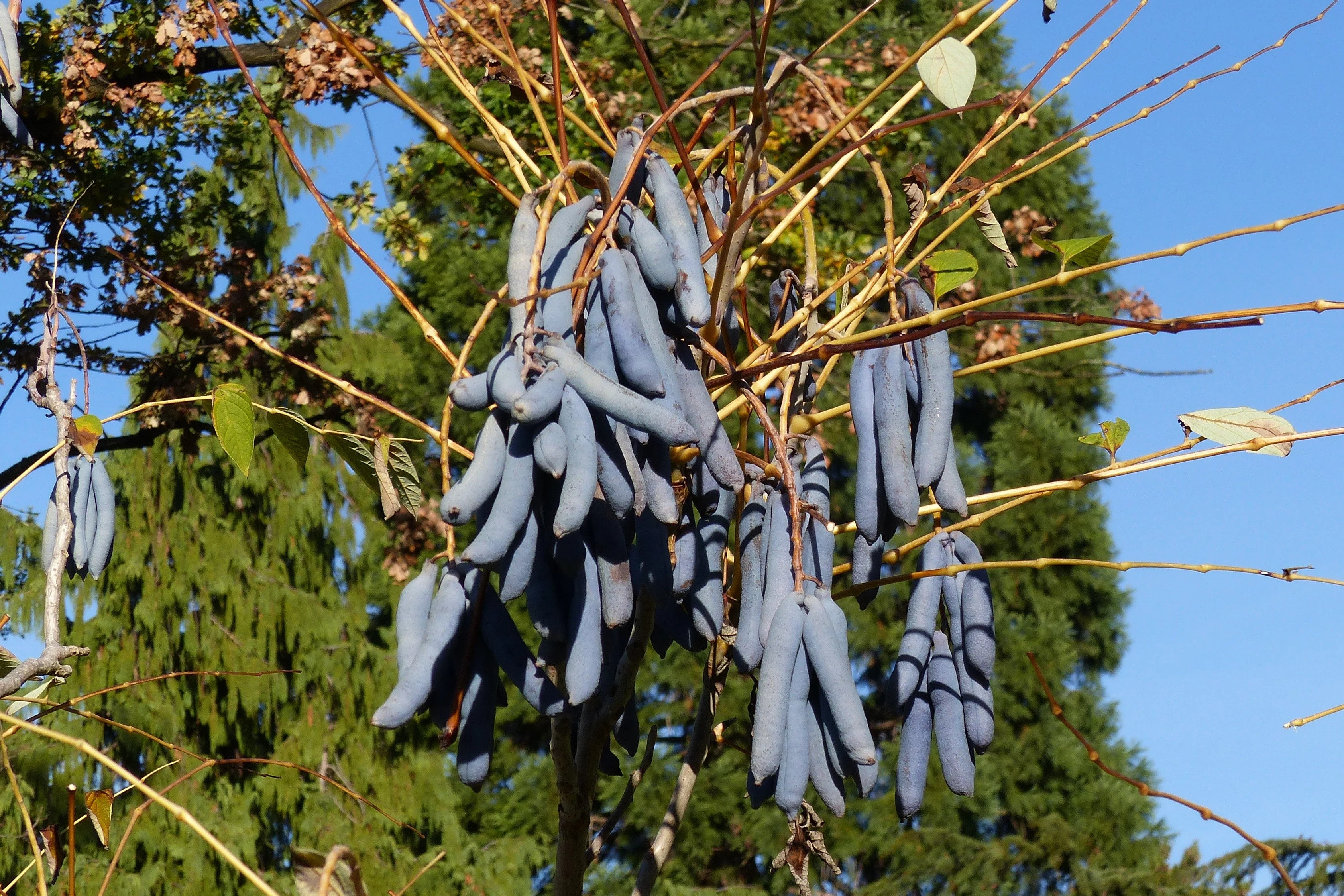 7 BLUE SAUSAGE FRUIT Edible & Ornamental Decaisnea Fargesii Tree Shrub Seeds - Image 4