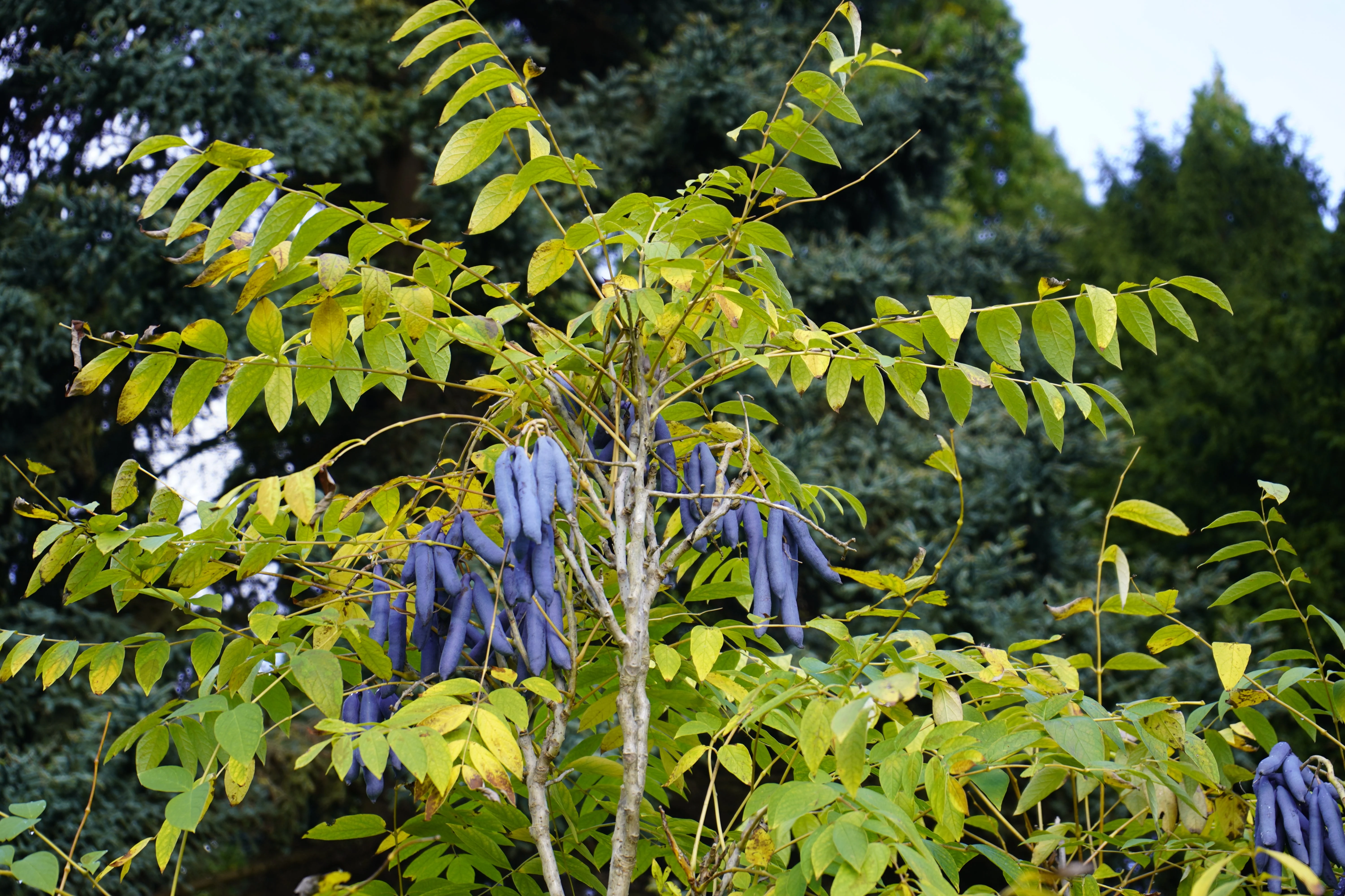 7 BLUE SAUSAGE FRUIT Edible & Ornamental Decaisnea Fargesii Tree Shrub Seeds - Image 5