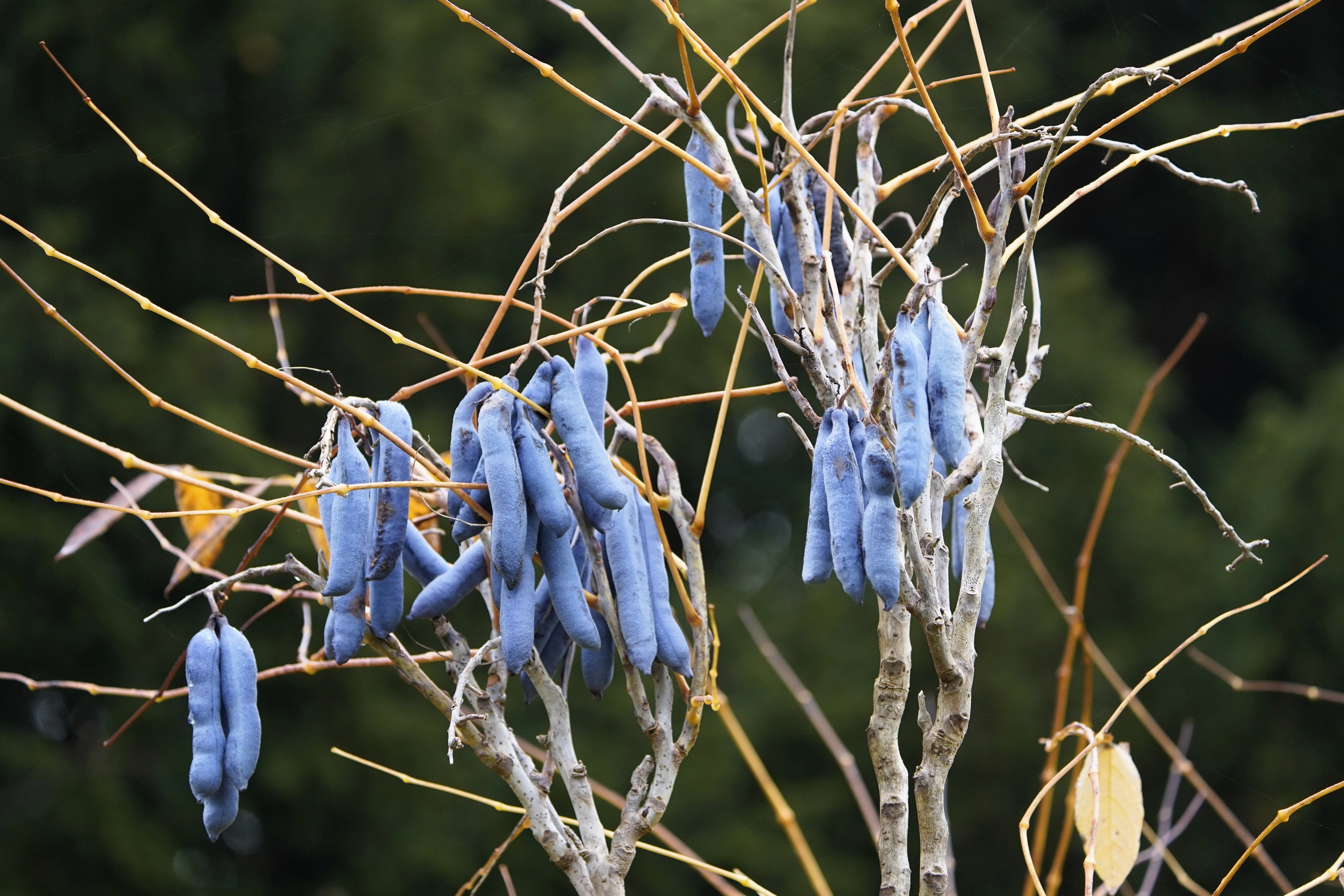 7 BLUE SAUSAGE FRUIT Edible & Ornamental Decaisnea Fargesii Tree Shrub Seeds - Image 6