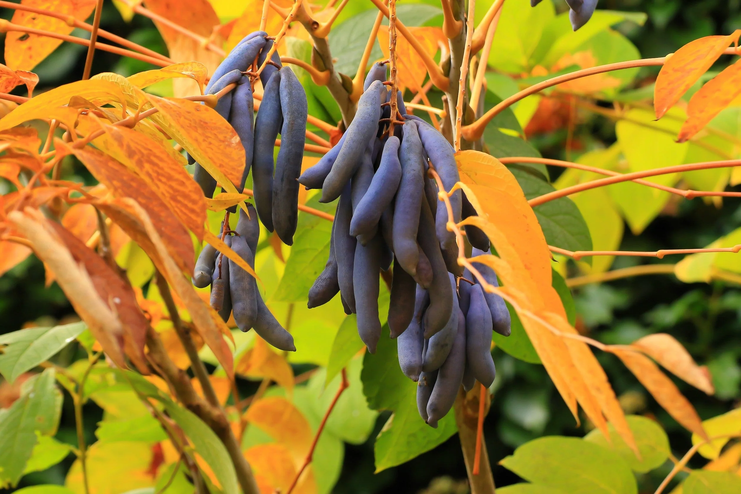 7 BLUE SAUSAGE FRUIT Edible & Ornamental Decaisnea Fargesii Tree Shrub Seeds - Image 7
