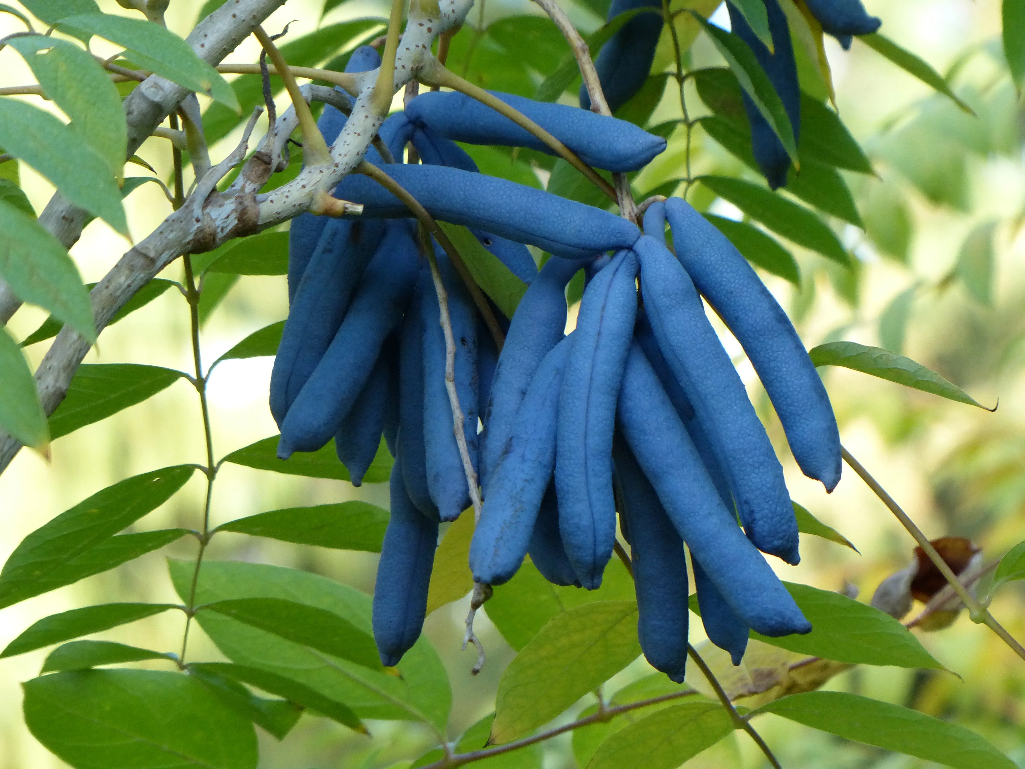 7 BLUE SAUSAGE FRUIT Edible & Ornamental Decaisnea Fargesii Tree Shrub Seeds - Image 8