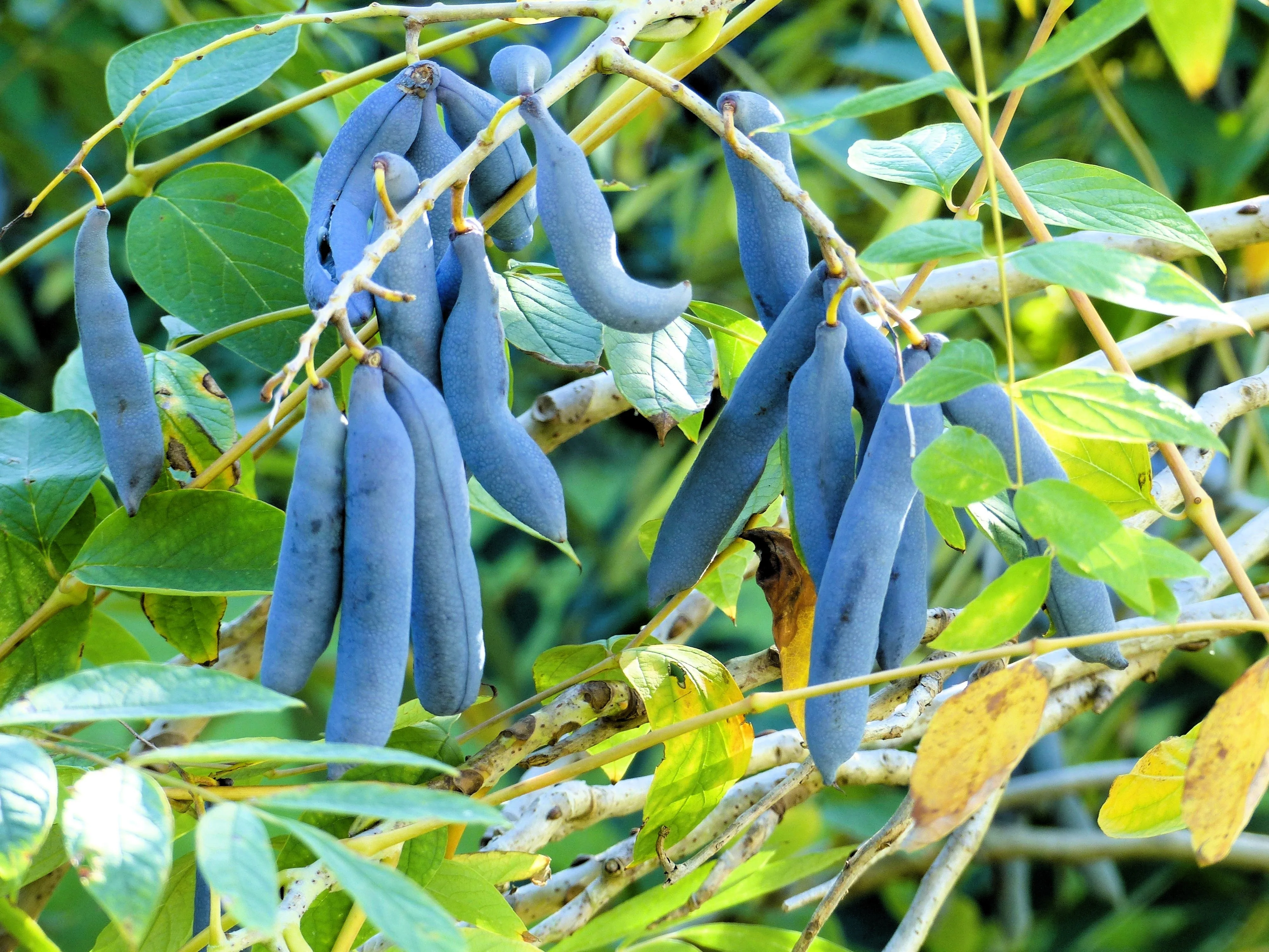 7 BLUE SAUSAGE FRUIT Edible & Ornamental Decaisnea Fargesii Tree Shrub Seeds - Image 9