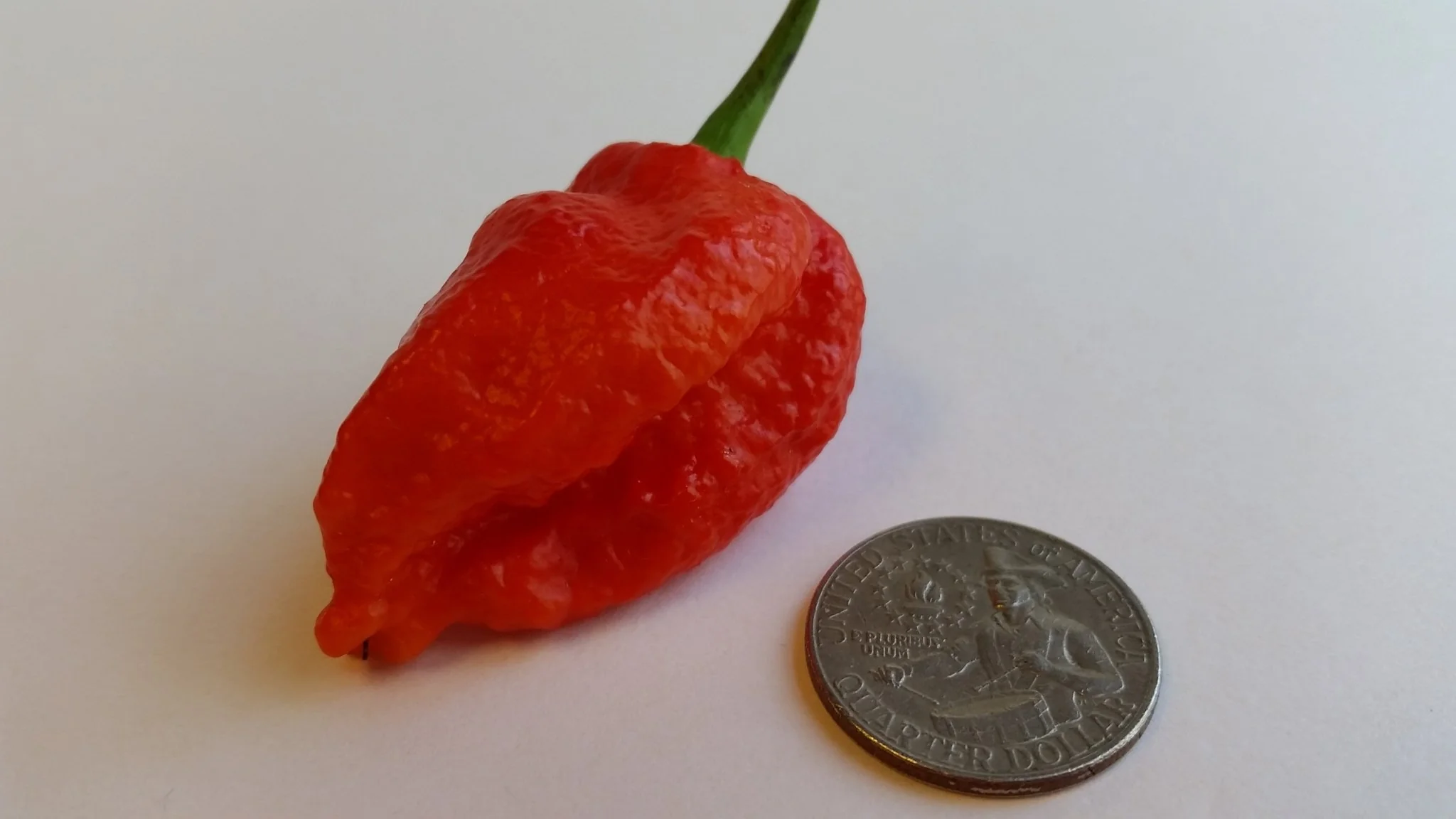 7 Pot Bhutlah Bubblegum Red - Seeds - Image 3