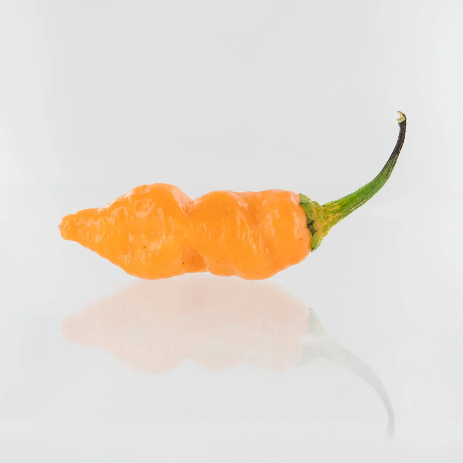 7 Pot Bubblegum Orange Pepper Seeds - Image 2