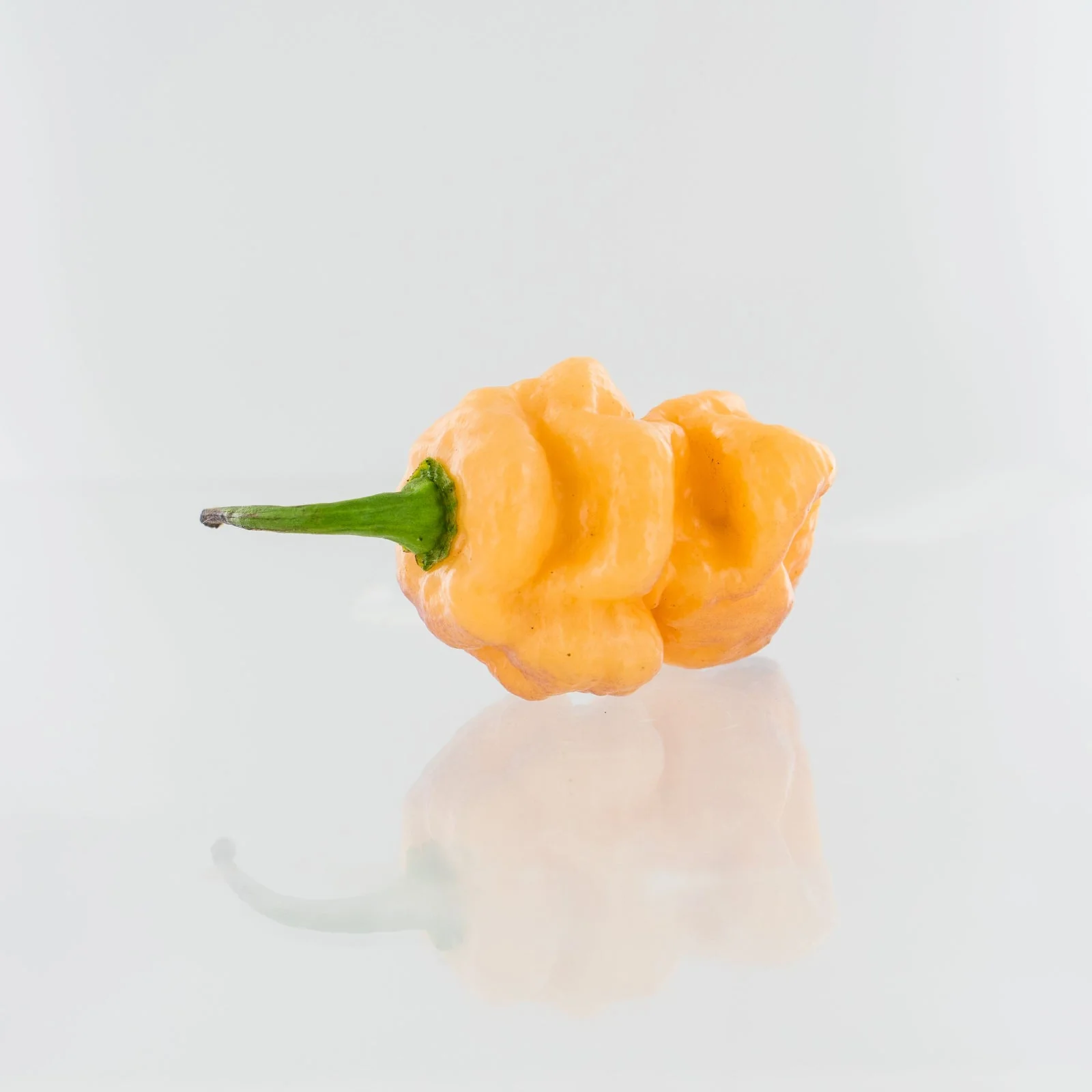 7 Pot Bubblegum Orange Pepper Seeds - Image 3