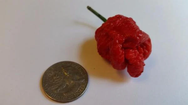 7 Pot Bubblegum - Seeds - Image 2