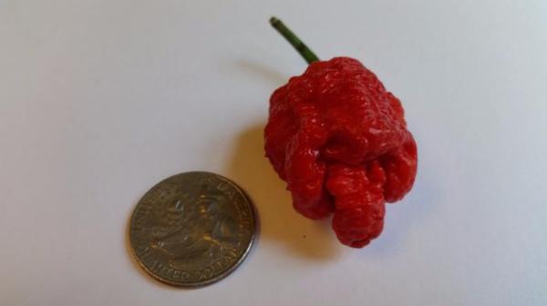 7 Pot Bubblegum - Seeds - Image 3