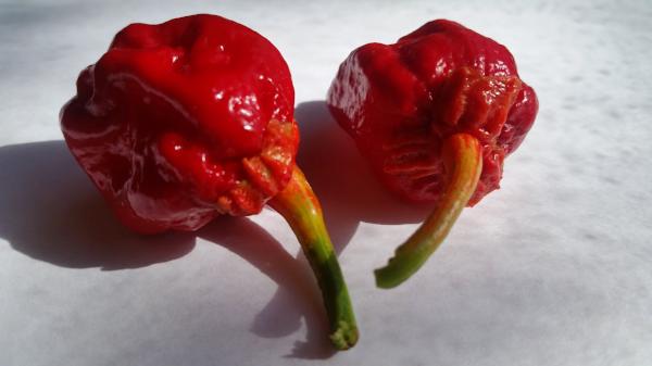 7 Pot Bubblegum - Seeds - Image 4